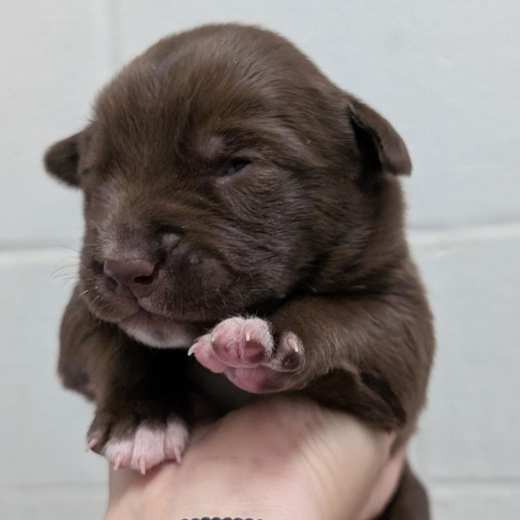 Enlarge L pup 5, a Adoptable mixed breed in Buchanan Dam, TX image 1/3