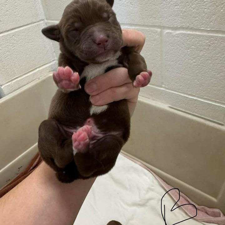 Enlarge L pup 5, a Adoptable mixed breed in Buchanan Dam, TX image 2/3