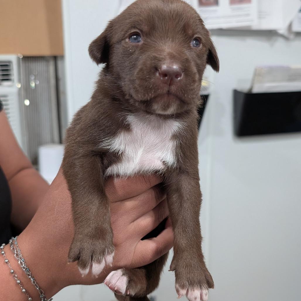 Enlarge L pup 5, a Adoptable mixed breed in Buchanan Dam, TX image 3/3