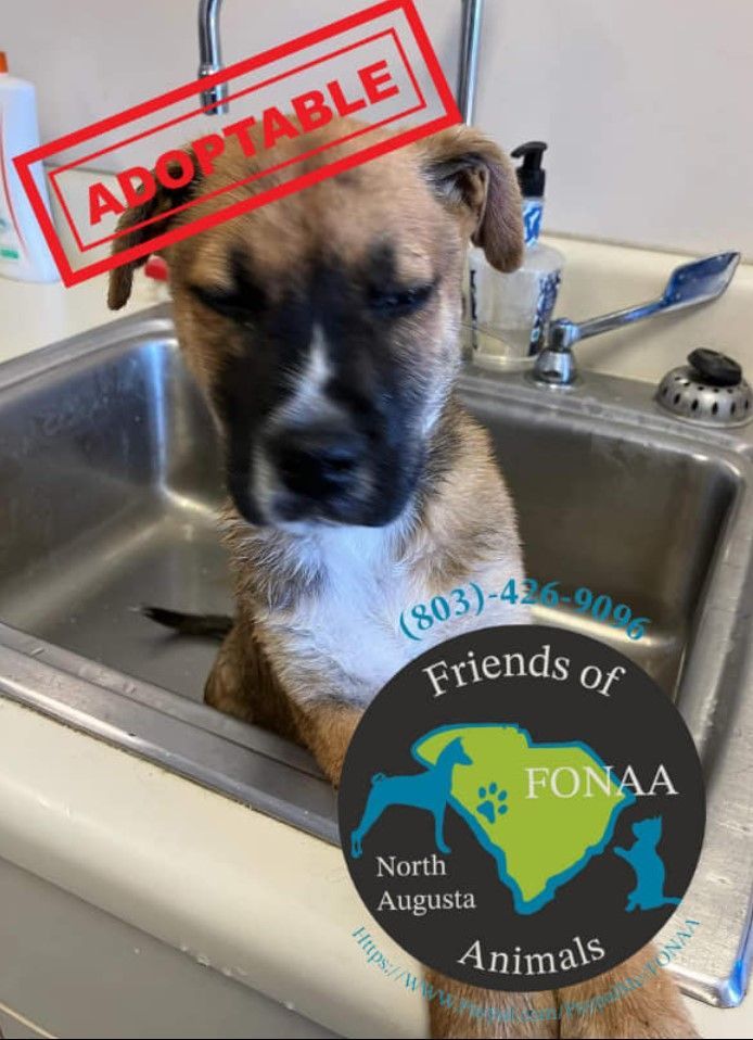 Smokey-Guinness, Adopted, Young Male Mixed Breed & Shepherd.