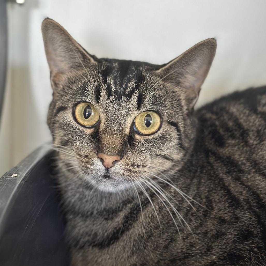 Pip, Adoptable, Adult Female Domestic Short Hair.