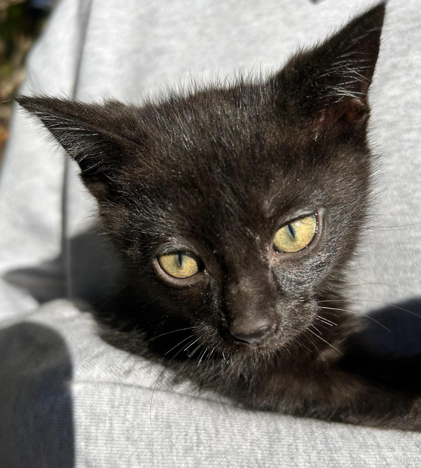 Enlarge Missy, a Adoptable American Shorthair in Traverse City, MI image 1/1