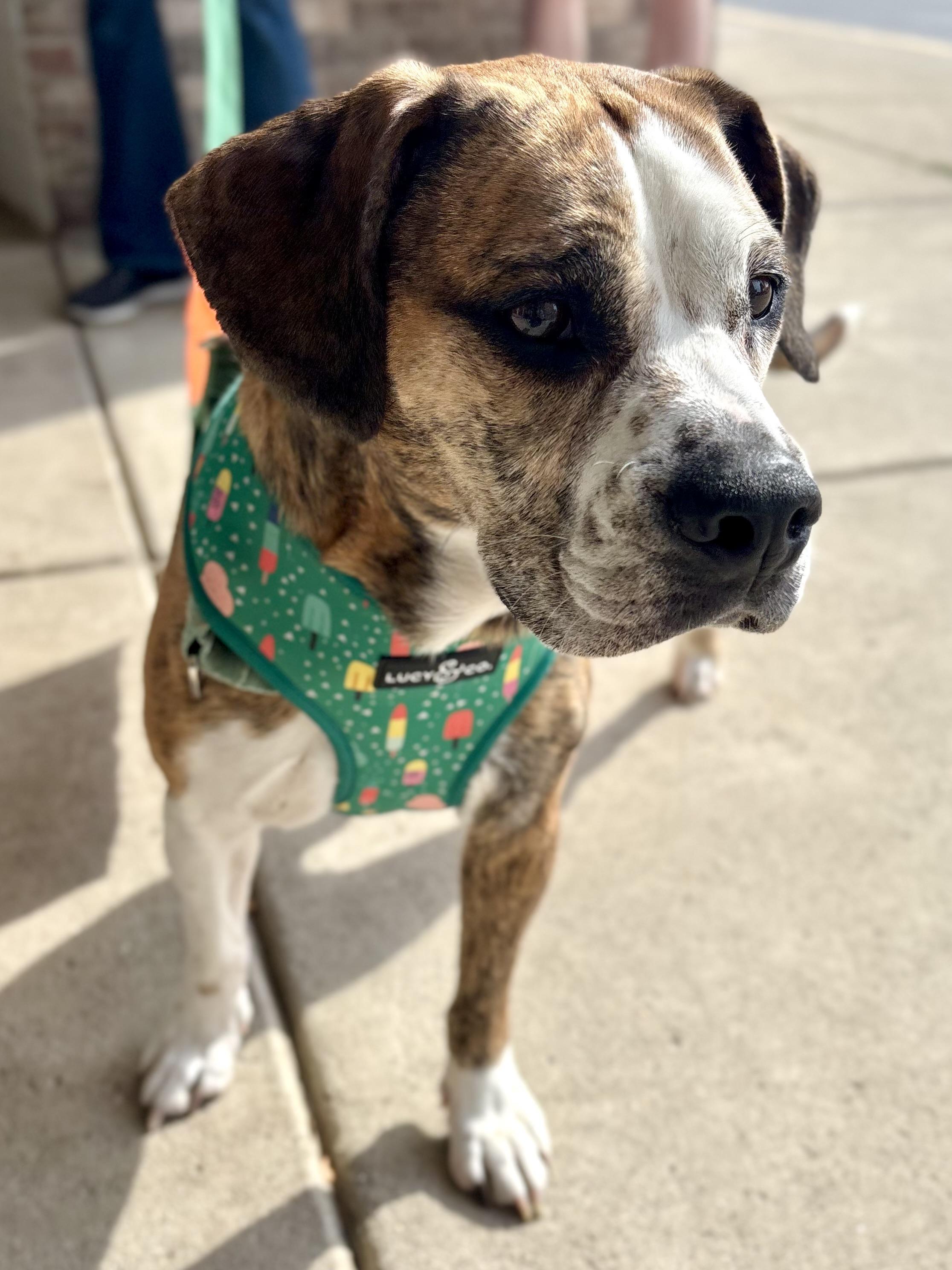 Zucchini thumbnail 3