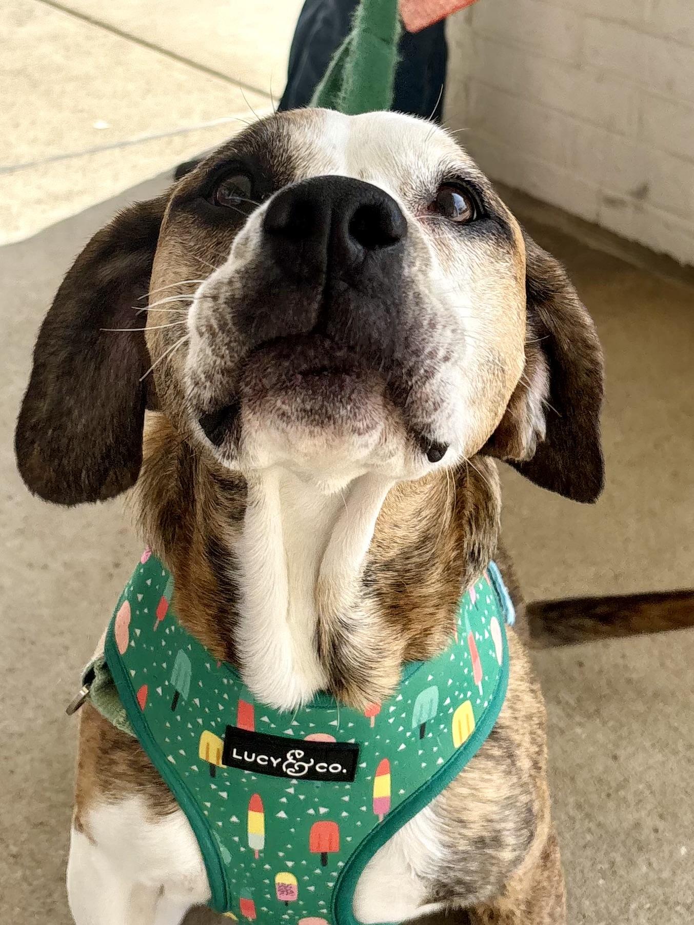 Zucchini thumbnail 2