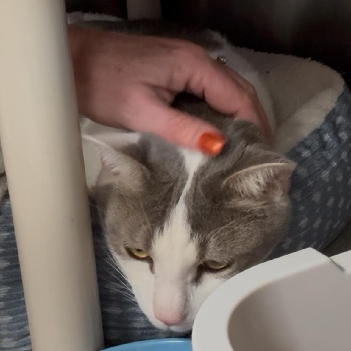 Bruno, a Adoptable Domestic Short Hair in North Kingstown, RI image 2/6