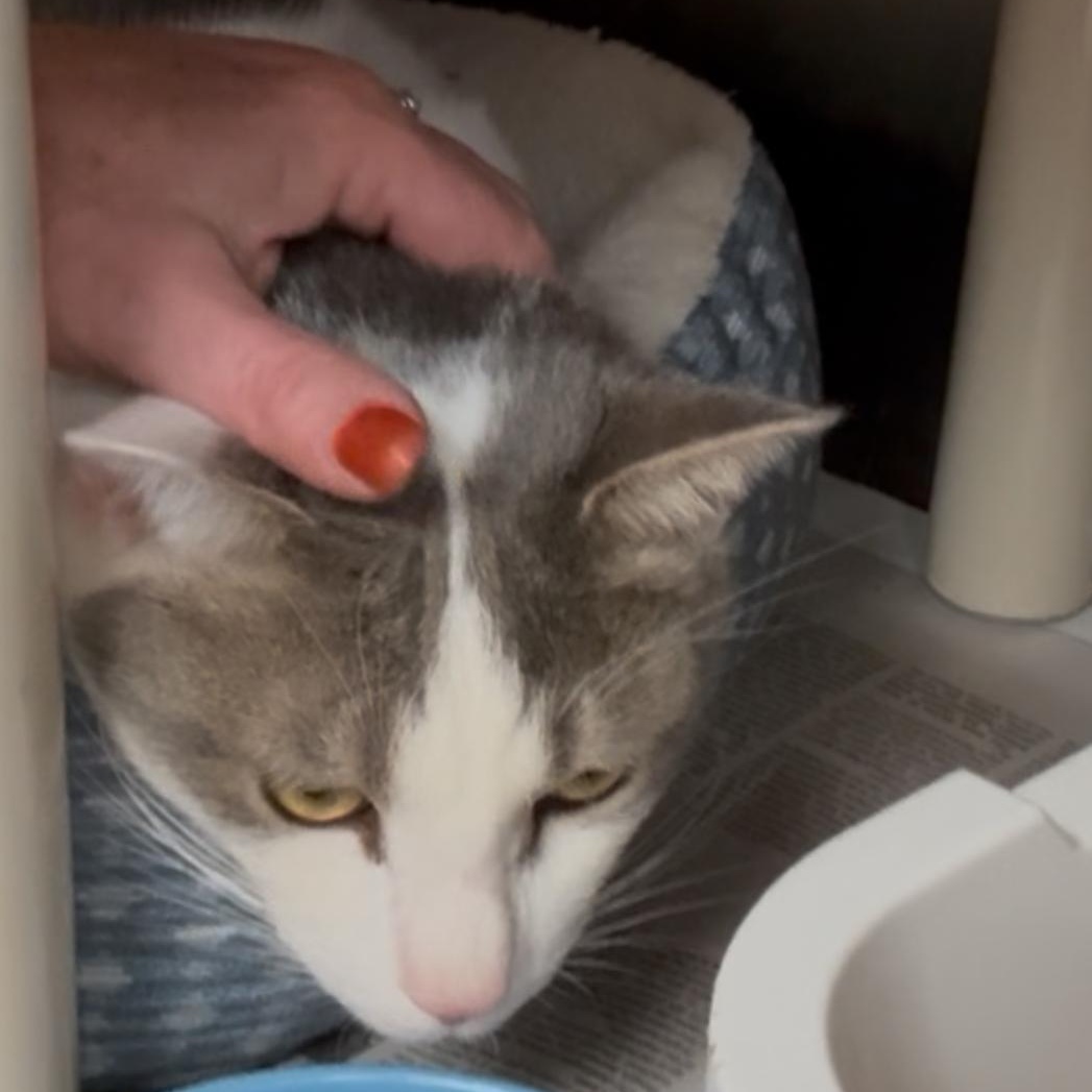 Bruno, a Adoptable Domestic Short Hair in North Kingstown, RI image 3/6