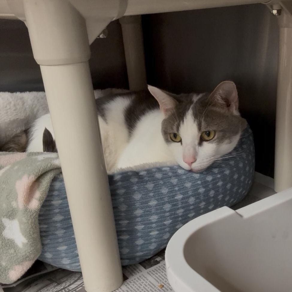 Bruno, Adoptable, Adult Male Domestic Short Hair.