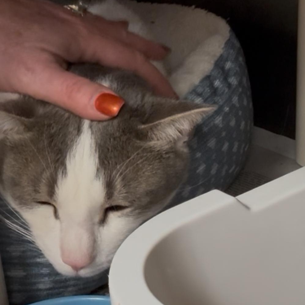 Bruno, a Adoptable Domestic Short Hair in North Kingstown, RI image 4/6