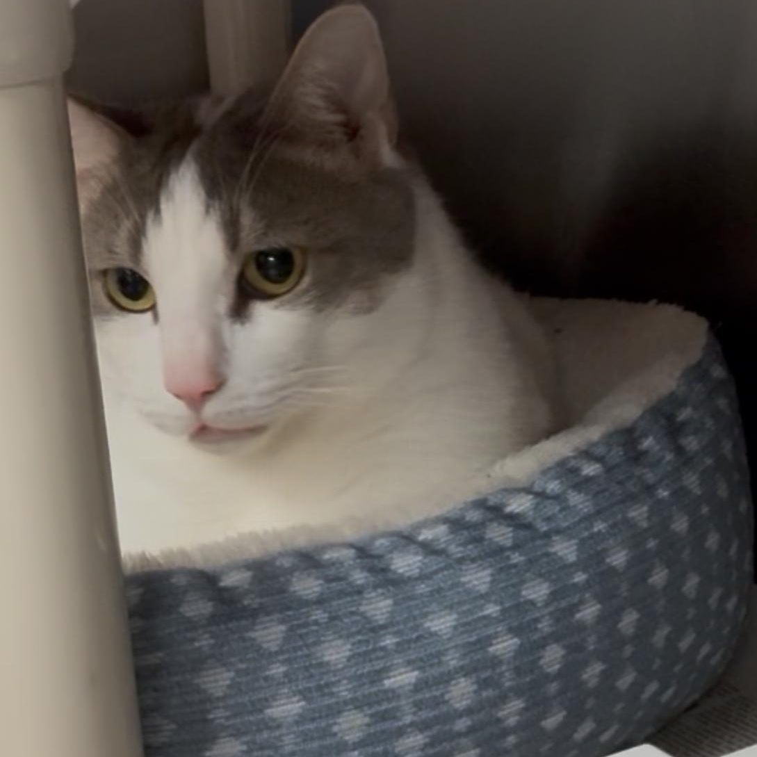 Bruno, a Adoptable Domestic Short Hair in North Kingstown, RI image 5/6