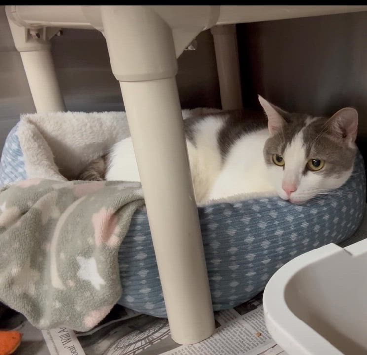 Enlarge Bruno, a Adoptable Domestic Short Hair in North Kingstown, RI video 6/6