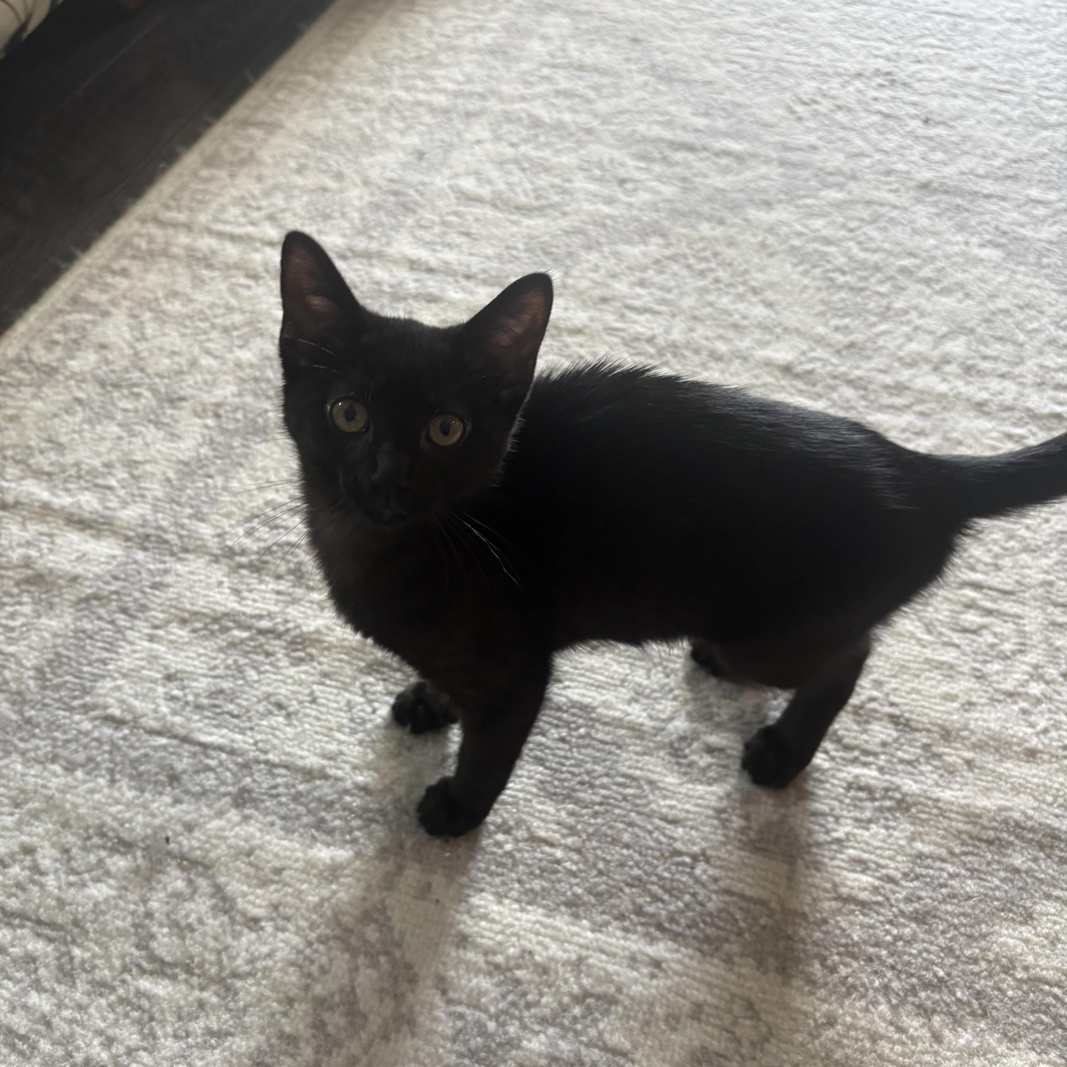 Enlarge Pakora, a Adopted Domestic Short Hair in Warminster, PA image 1/3