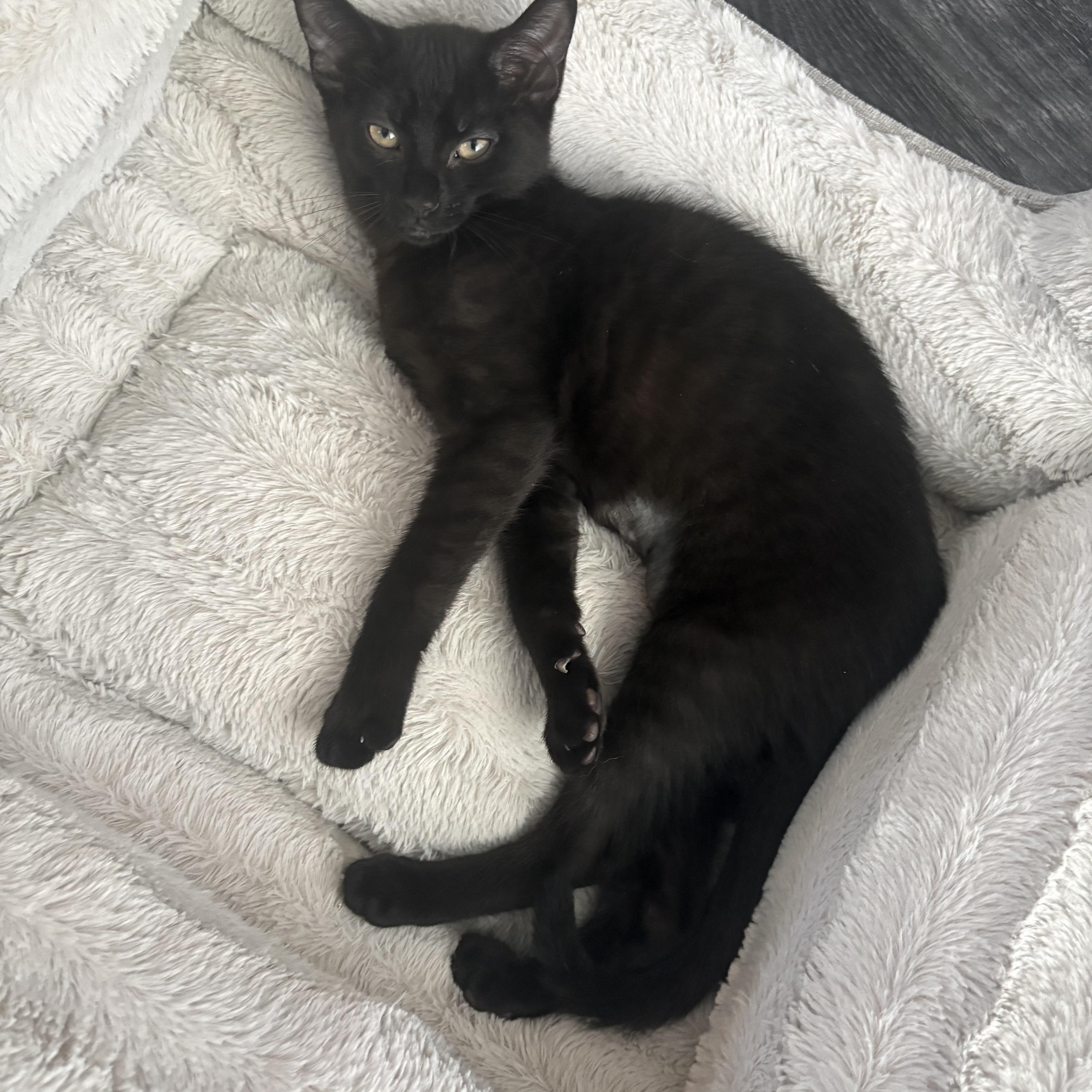 Enlarge Pakora, a Adopted Domestic Short Hair in Warminster, PA image 2/3