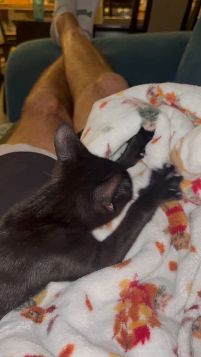 Enlarge Pakora, a Adopted Domestic Short Hair in Warminster, PA video 3/3
