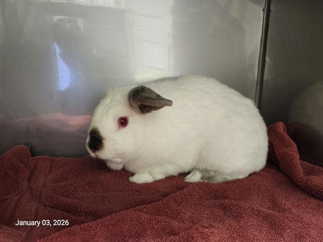 Enlarge COTTON BALL, a Adoptable Bunny Rabbit in Santa Cruz, CA image 1/1