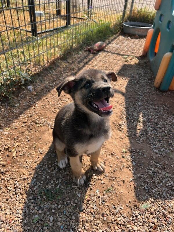 Travis, adopted, Puppy Male German Shepherd Dog.