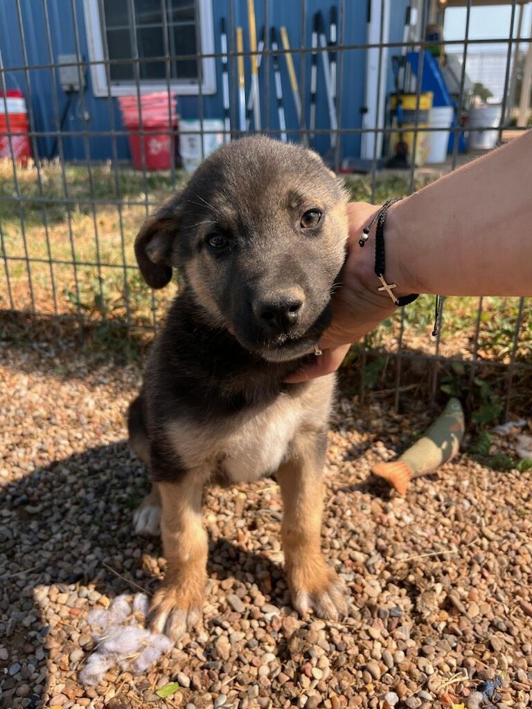 Enlarge Travis, an adopted mixed breed in Lubbock, TX image 2/2