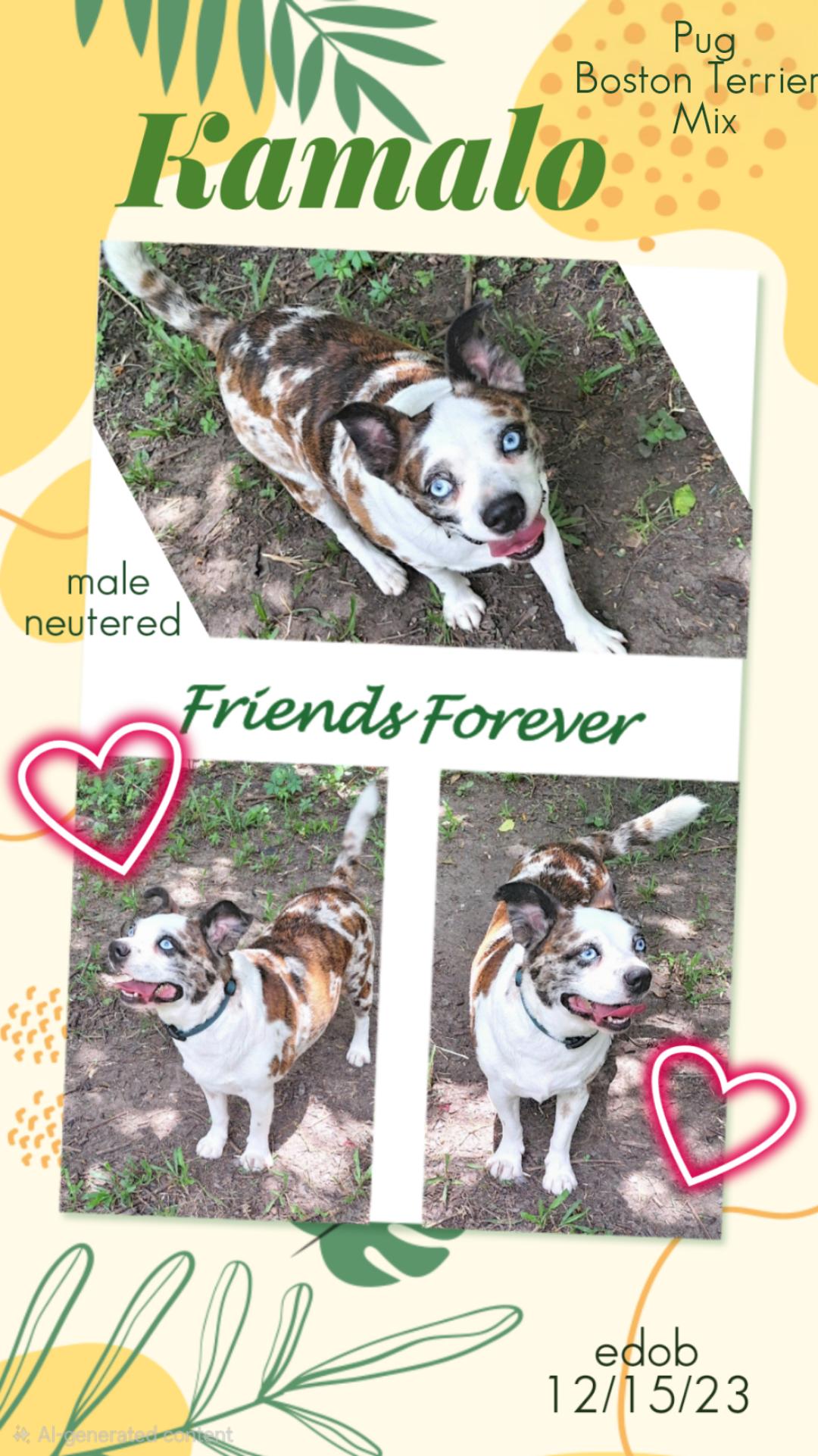 Enlarge Kamalo OR14172-T, a Adoptable mixed breed in Beaverton, OR image 6/6