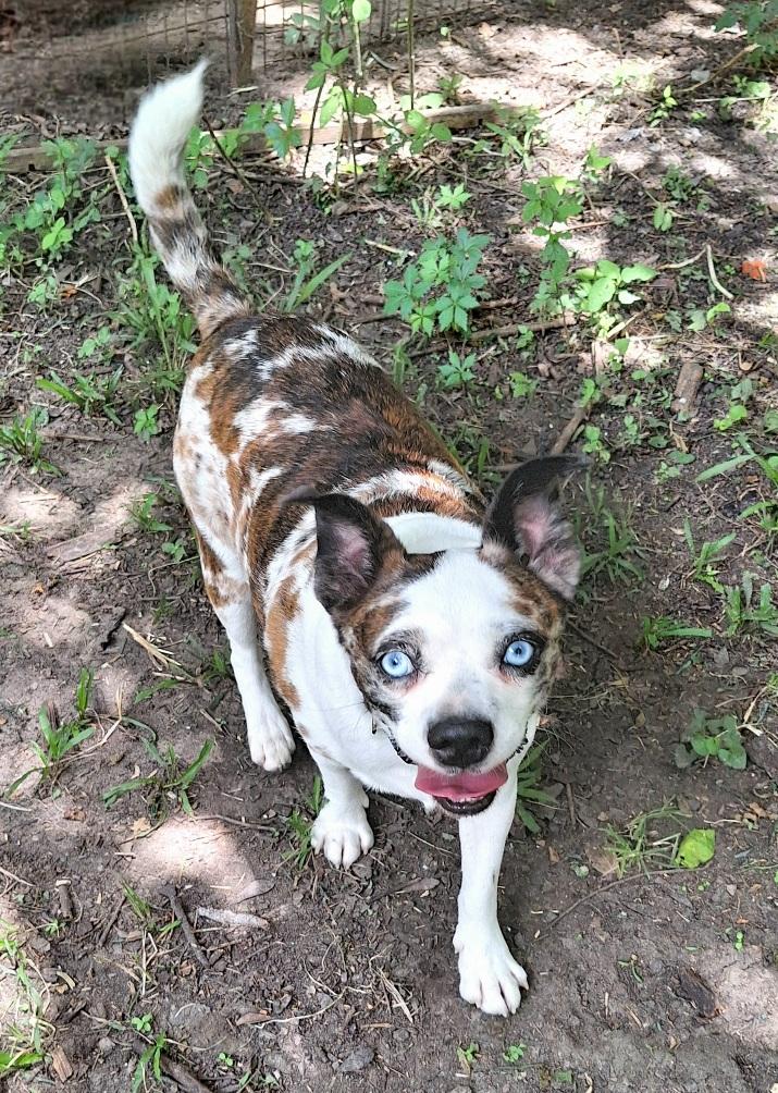 Kamalo OR14172-T, Adoptable, Adult Male Pug & Boston Terrier.