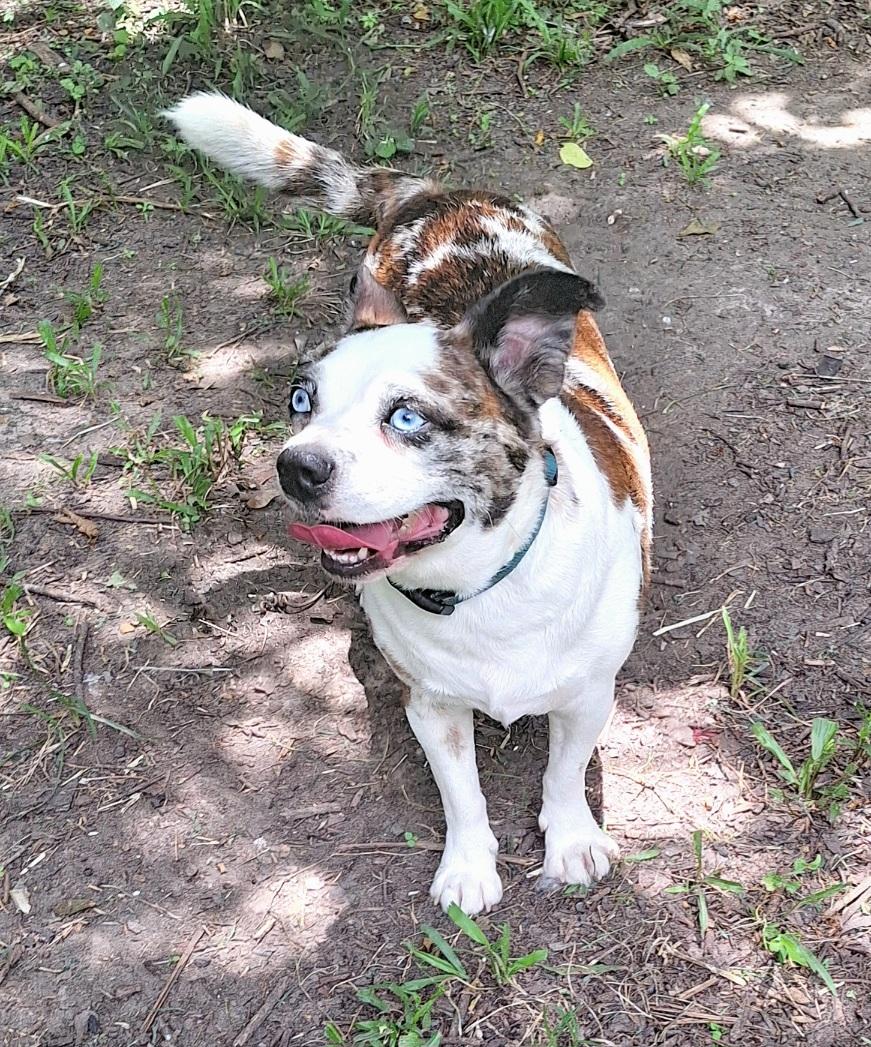 Enlarge Kamalo OR14172-T, a Adoptable mixed breed in Beaverton, OR image 5/6