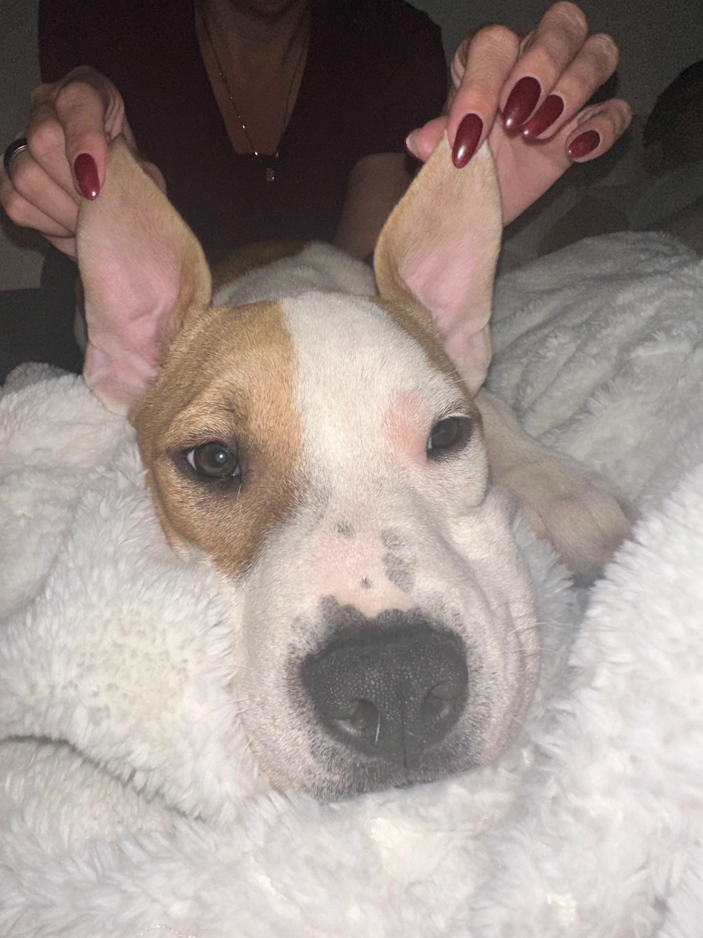 Ralphie, a Adoptable Mixed Breed in Grafton, MA image 1/4