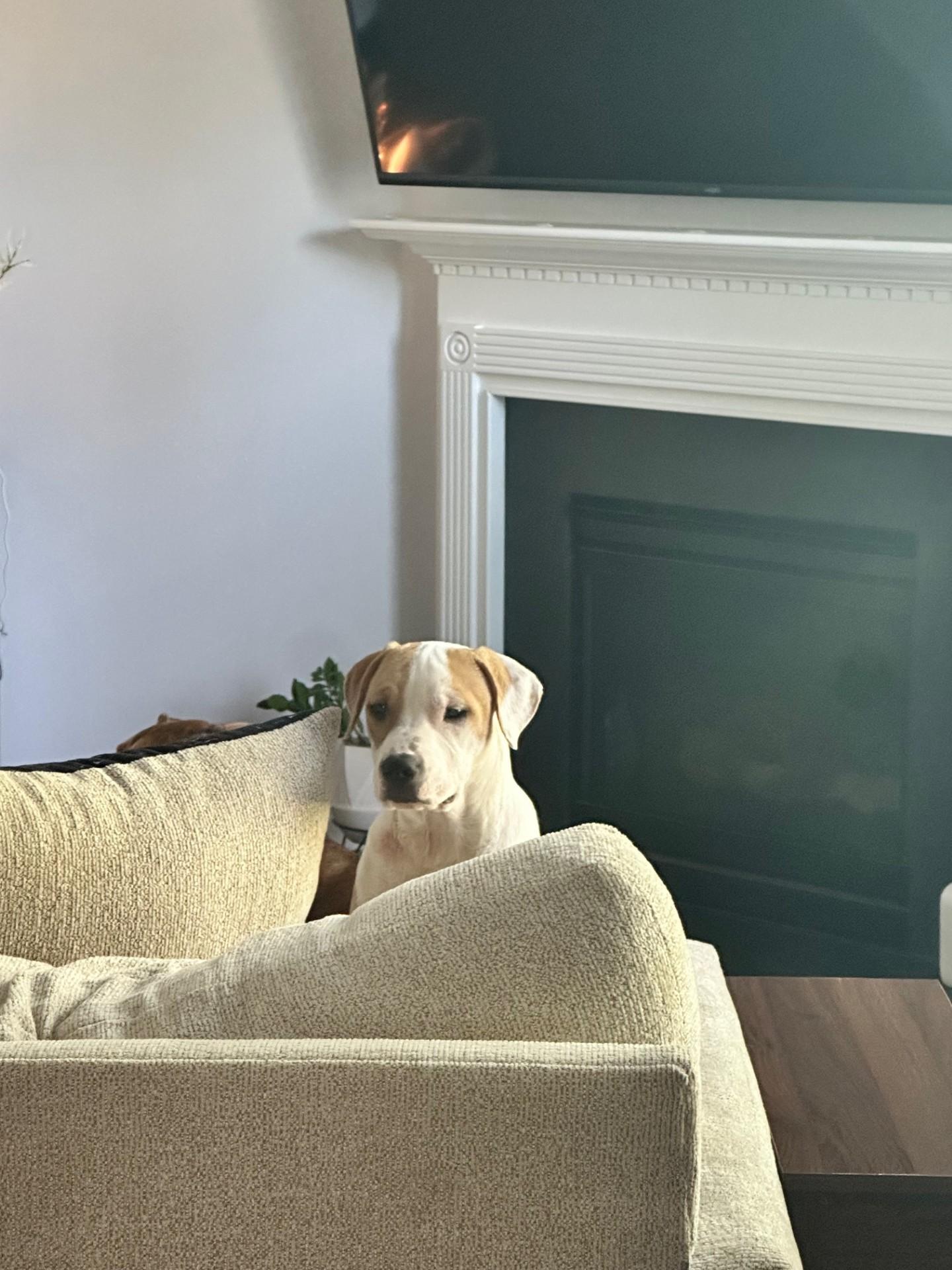 Ralphie, a Adoptable Mixed Breed in Grafton, MA image 3/4