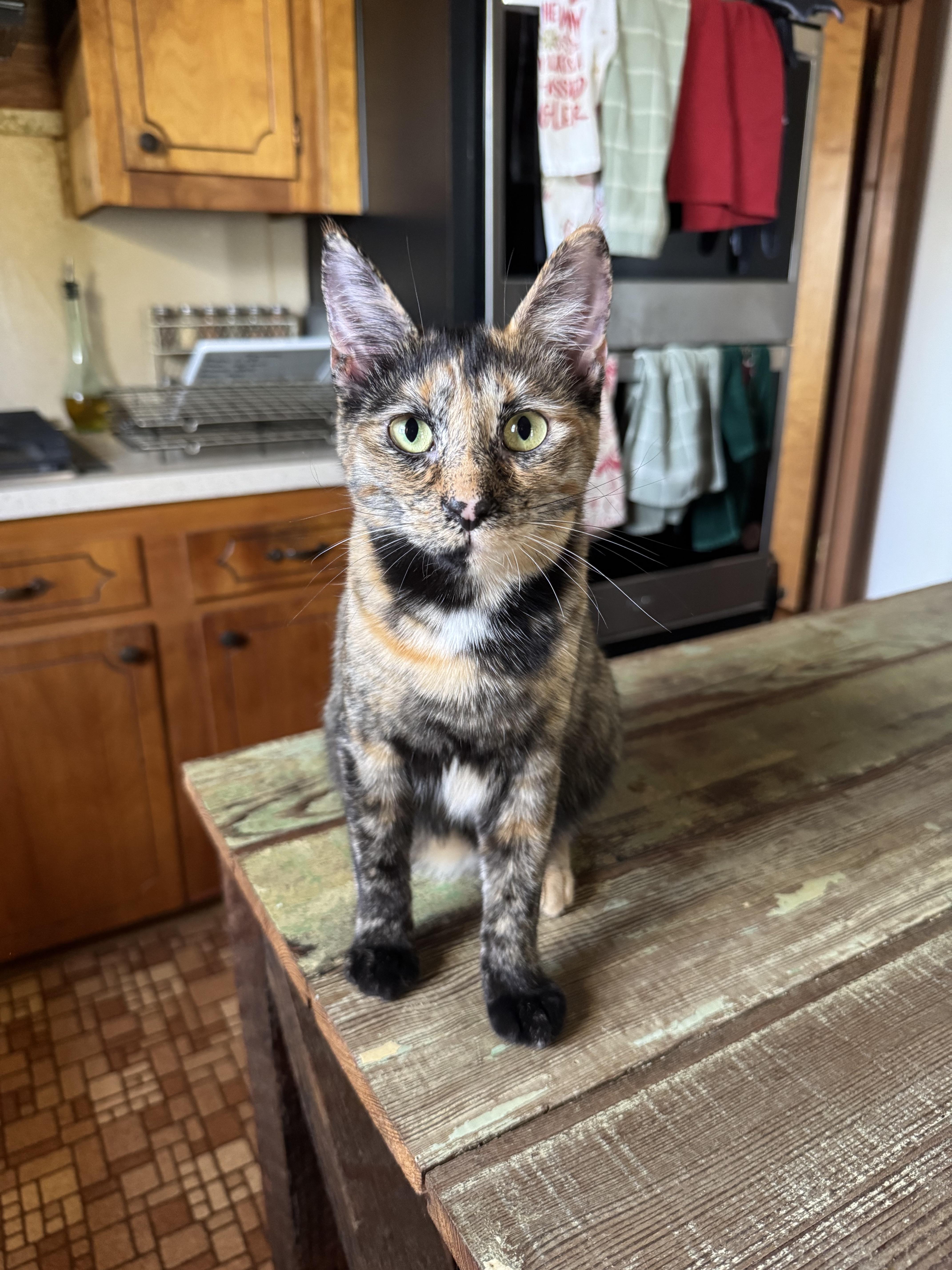 Enlarge Monti, a Adopted Tortoiseshell in Mount Holly, NC image 2/4