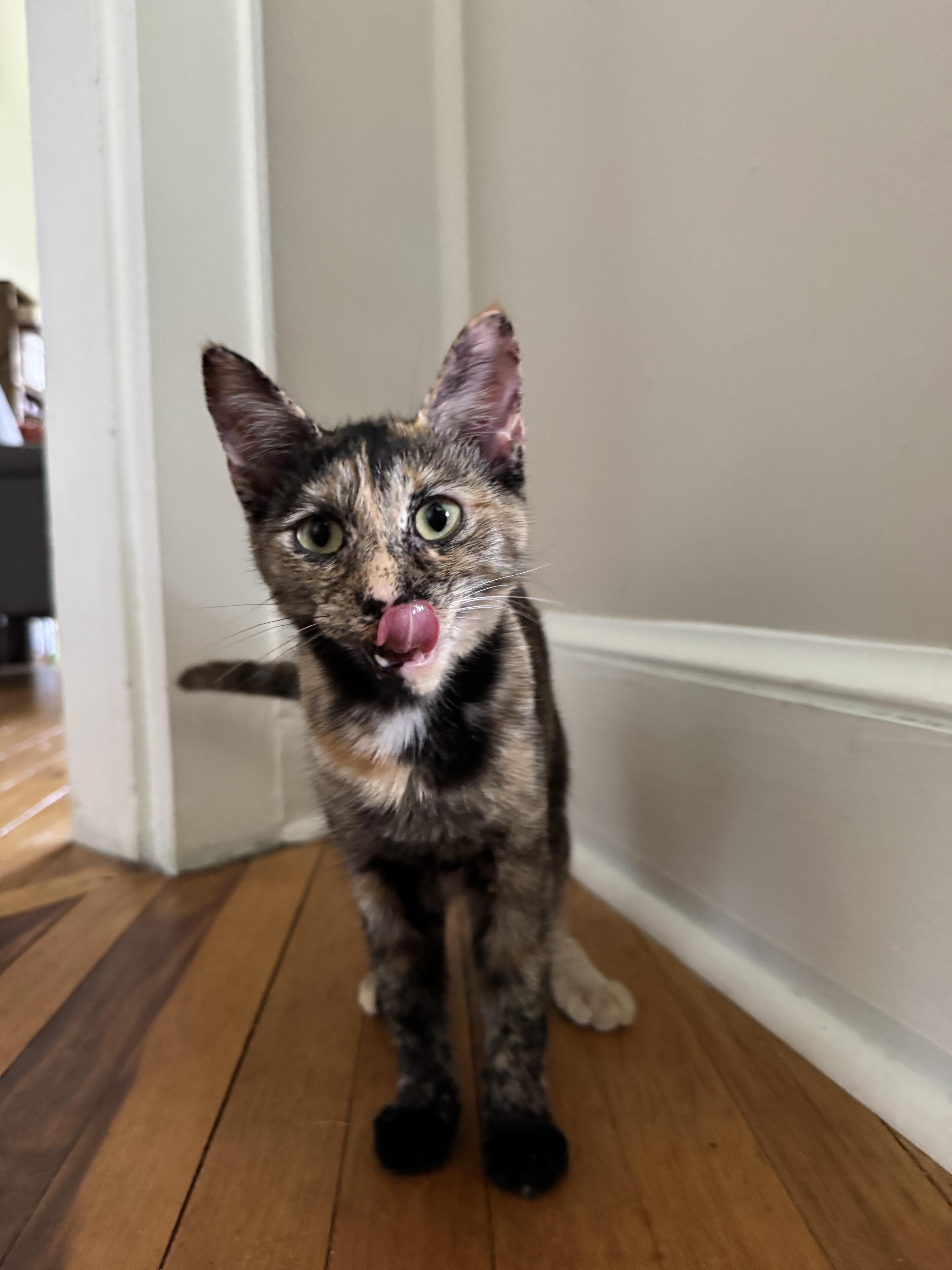 Monti, Adopted, Young Female Tortoiseshell.