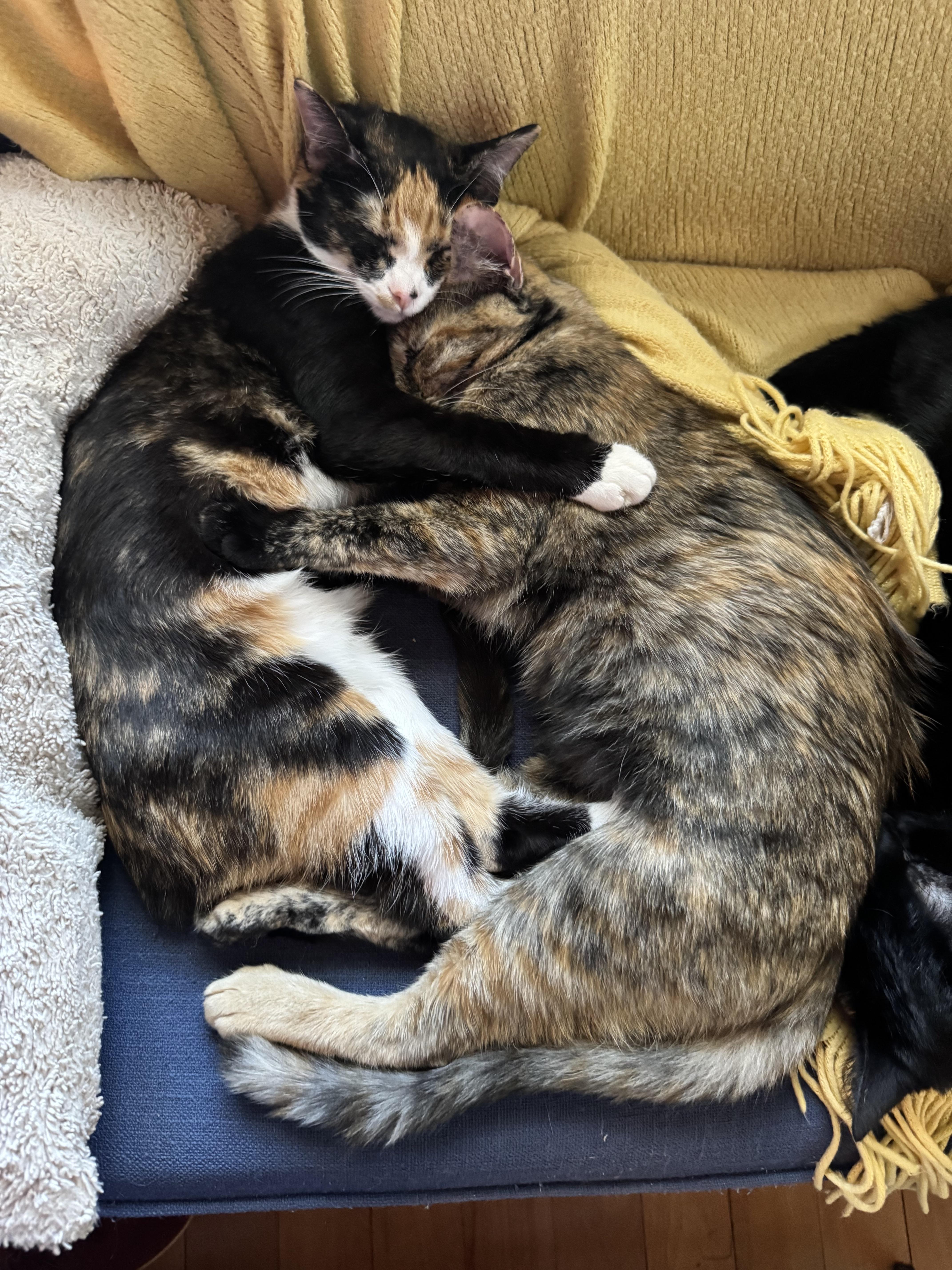 Enlarge Monti, a Adopted Tortoiseshell in Mount Holly, NC image 3/4