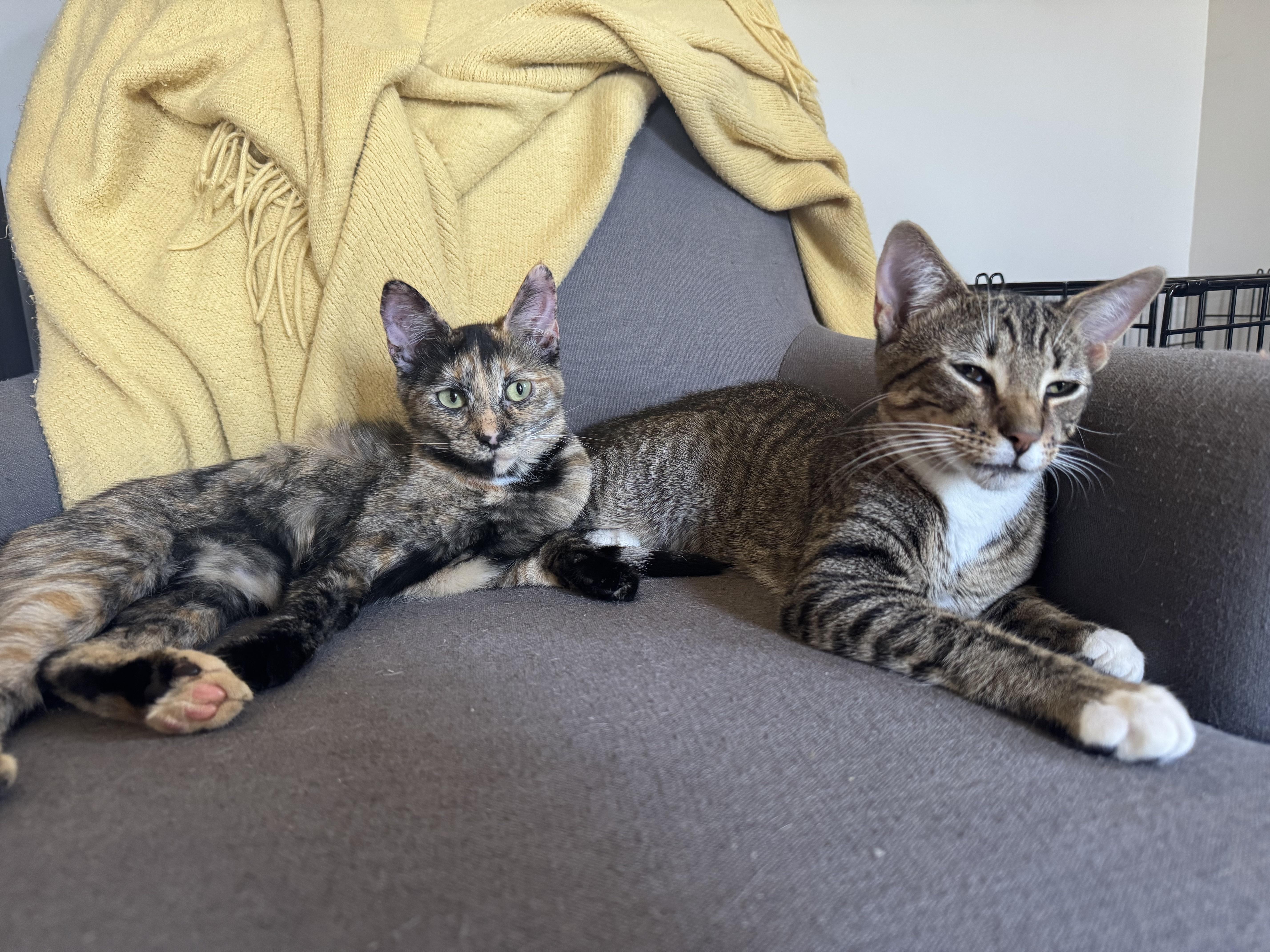 Enlarge Monti, a Adopted Tortoiseshell in Mount Holly, NC image 4/4