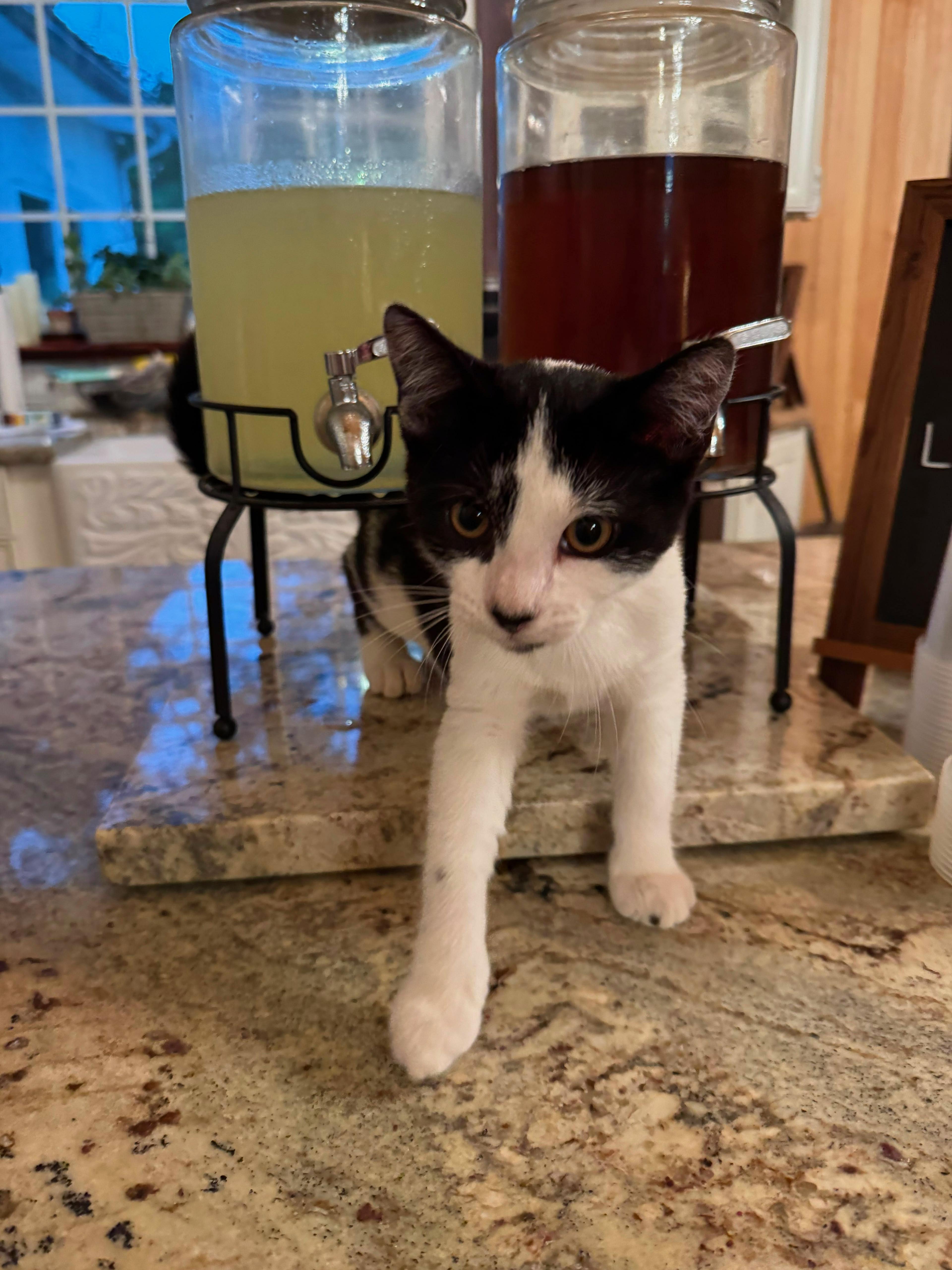 Pickles, a Adoptable Domestic Short Hair in Dresher, PA image 1/2