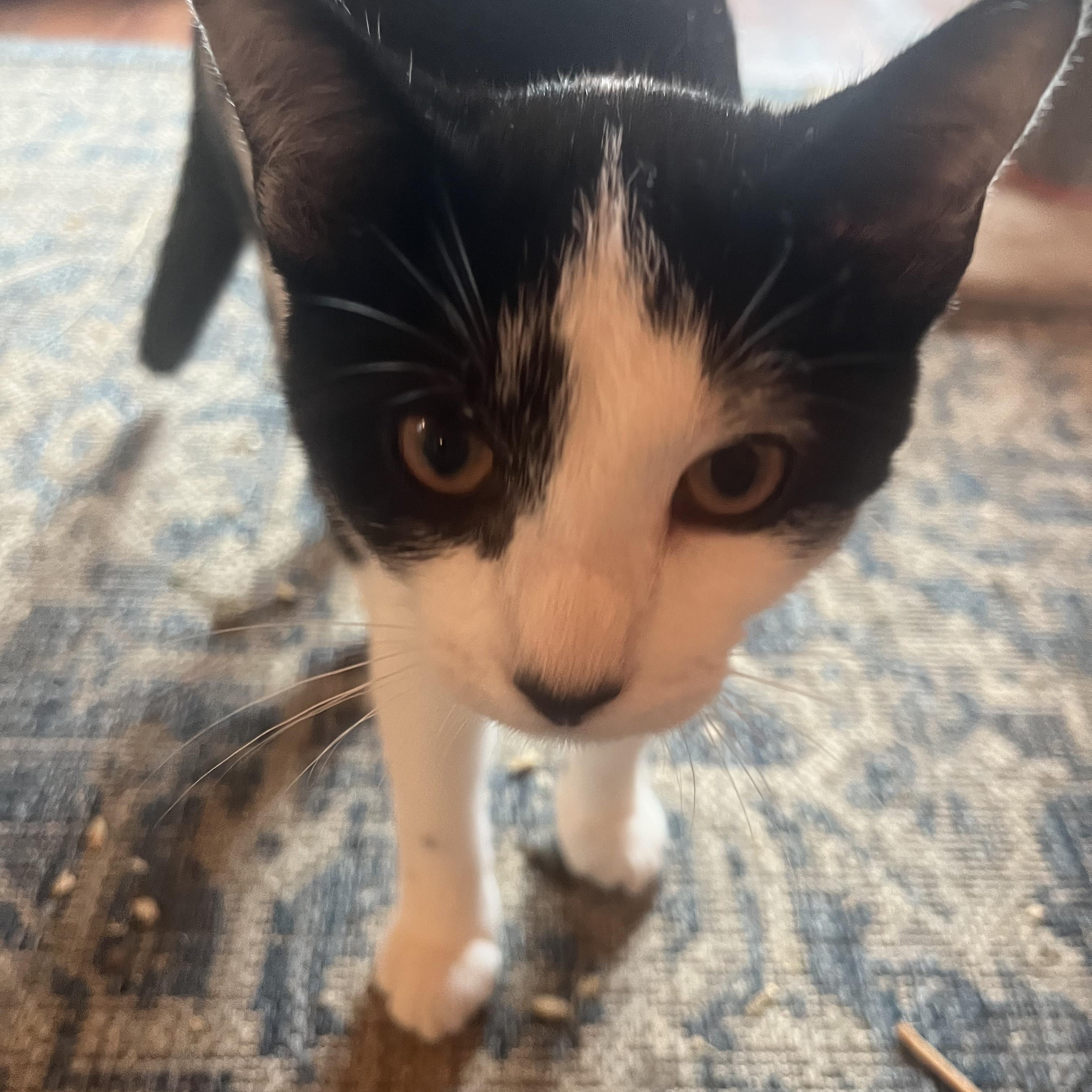 Pickles, a Adoptable Domestic Short Hair in Dresher, PA image 2/2