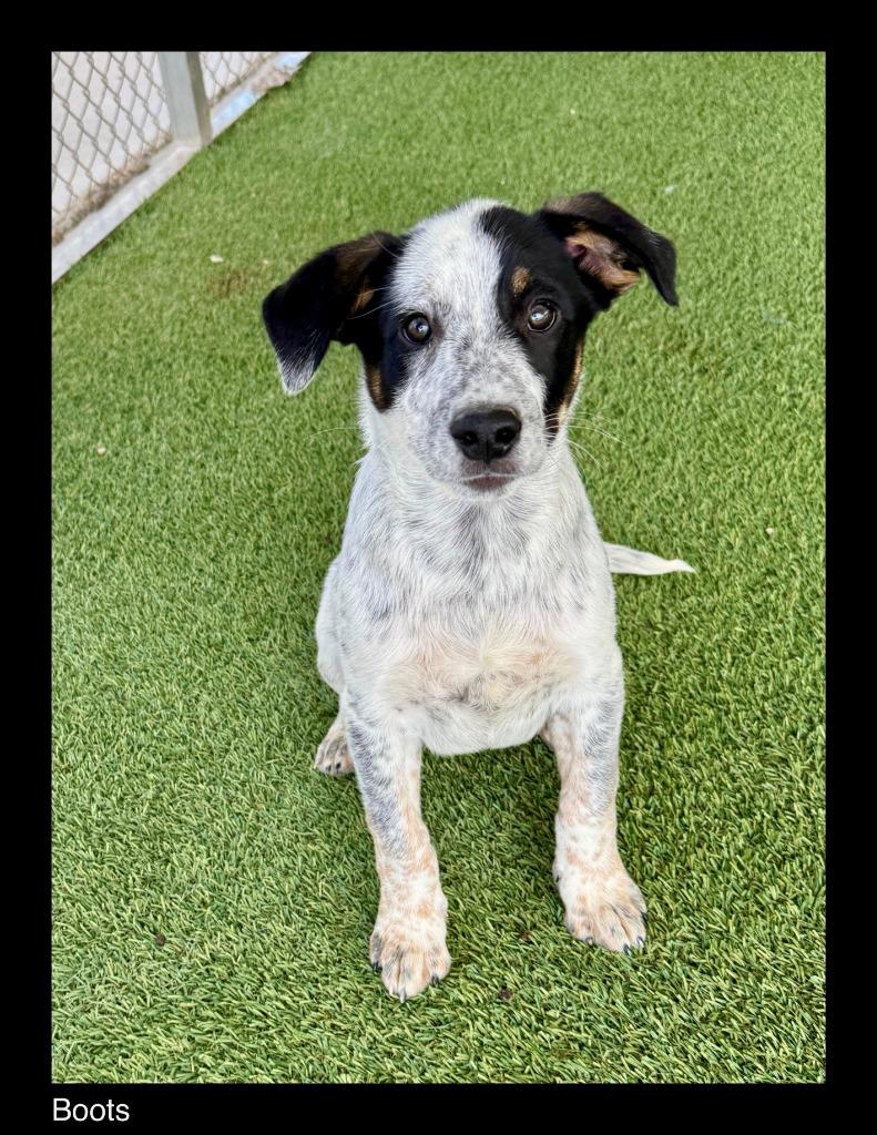 Enlarge Boots, a Adopted mixed breed in Chino Valley, AZ image 1/2