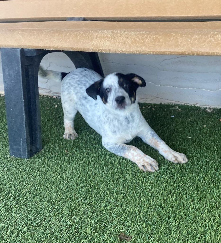Enlarge Boots, a Adopted mixed breed in Chino Valley, AZ image 2/2