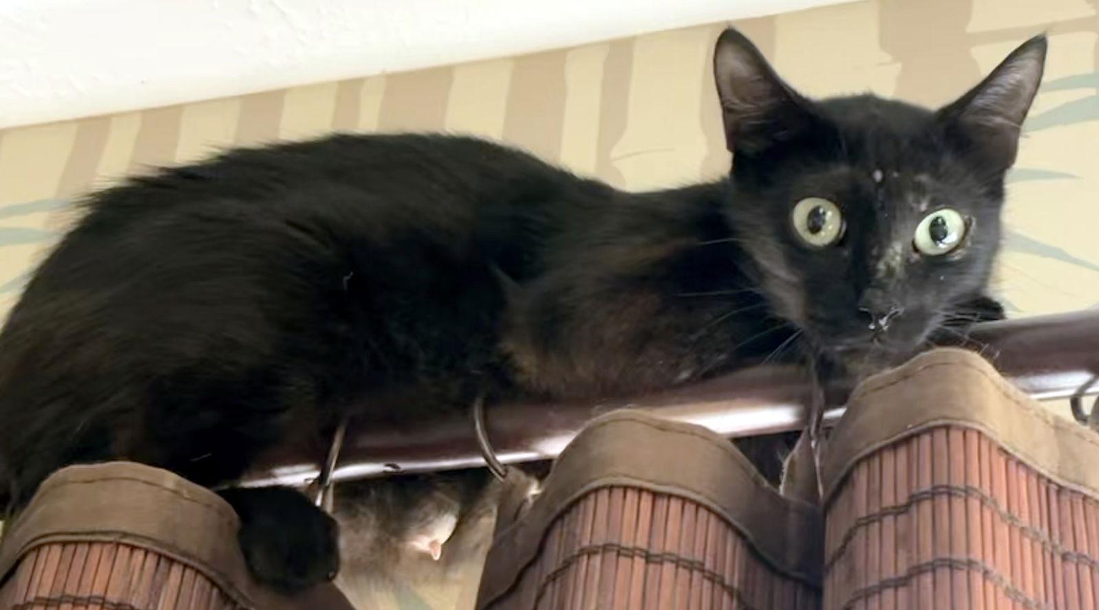 Sarah, Adoptable, Young Female Domestic Short Hair & Domestic Short Hair.