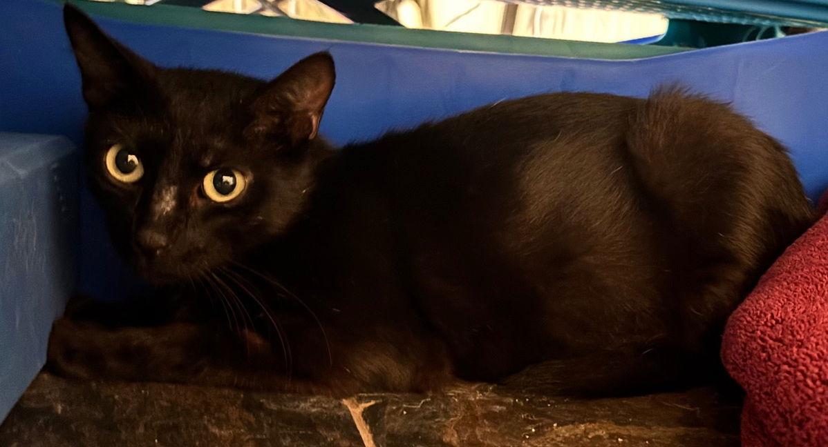 Enlarge Sarah, a Adoptable mixed breed in Alvin, TX image 2/2