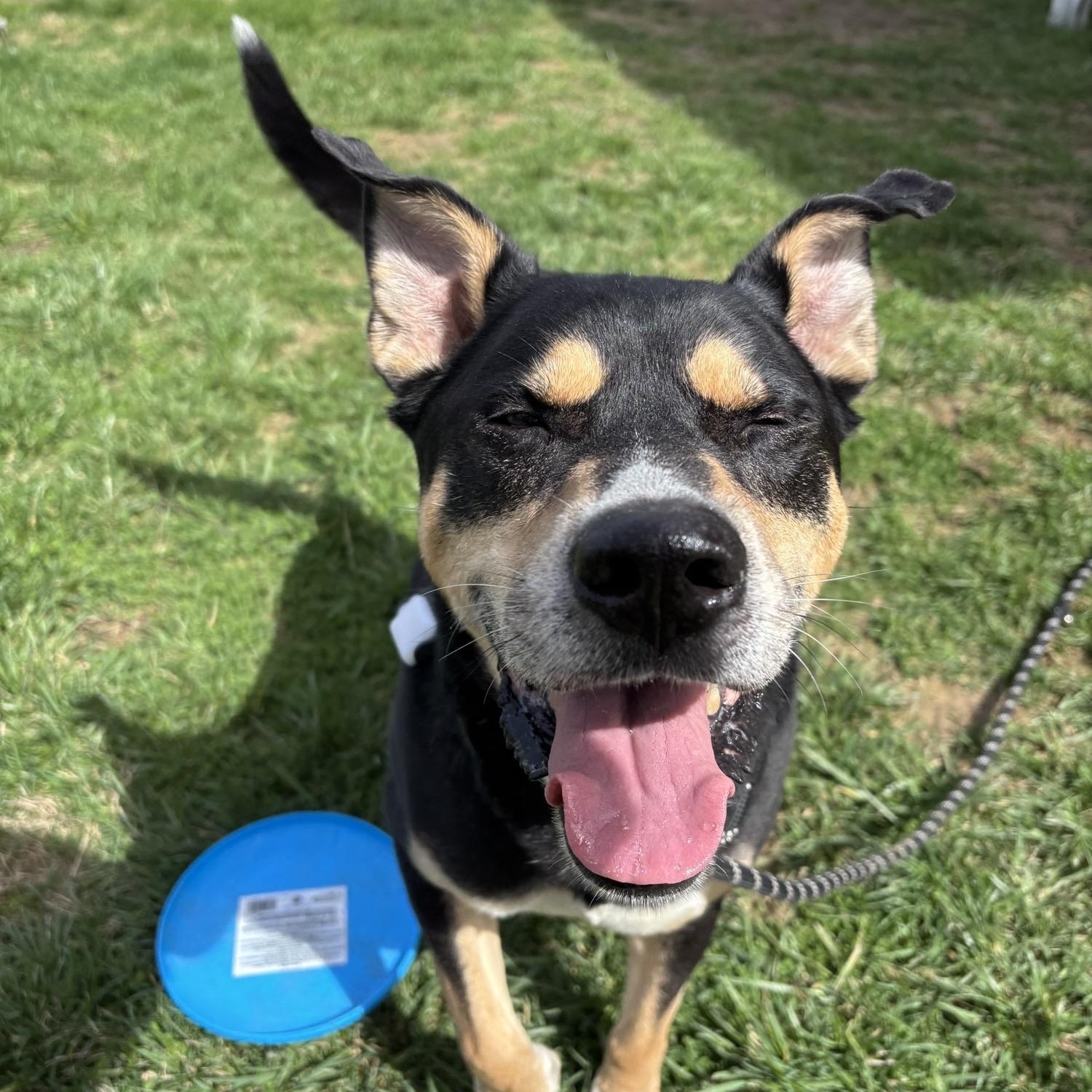 Enlarge Lucie, a ADOPTABLE mixed breed in Saint Charles, MO image 2/2