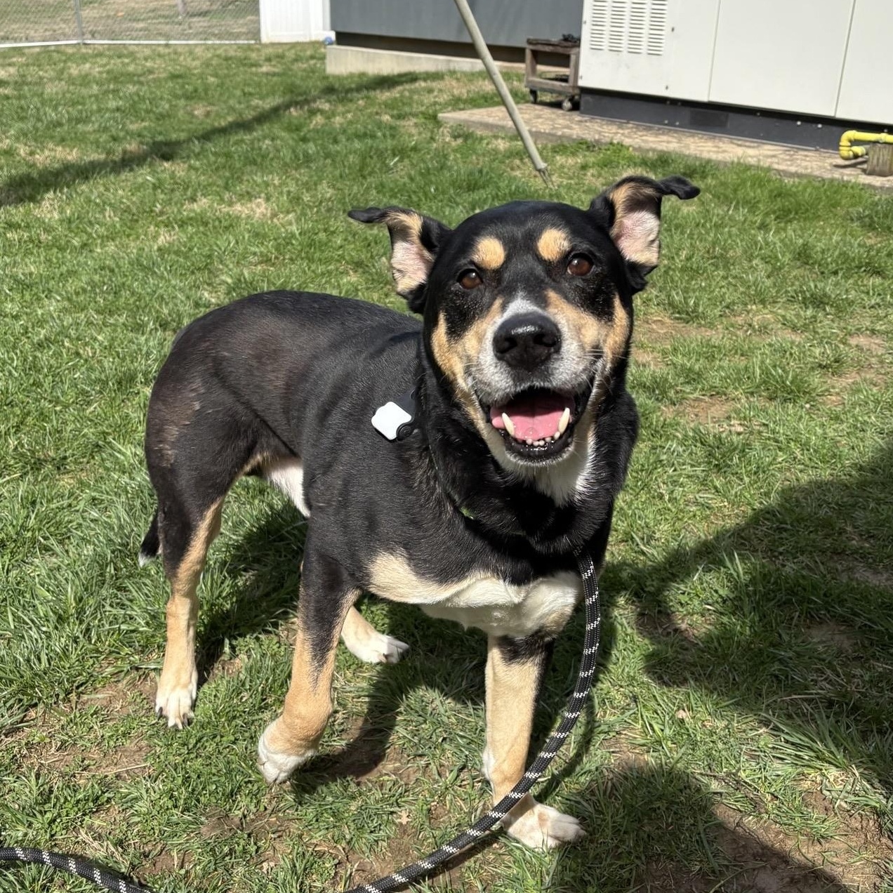 Enlarge Lucie, a ADOPTABLE mixed breed in Saint Charles, MO image 1/2