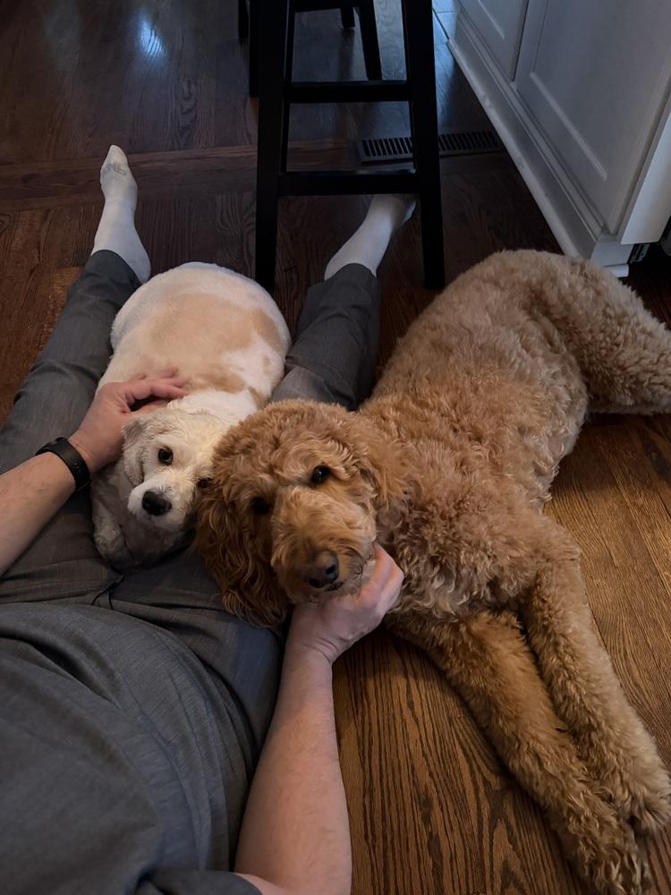 Brandy, Adoptable, Adult Female Cavalier King Charles Spaniel & Poodle.