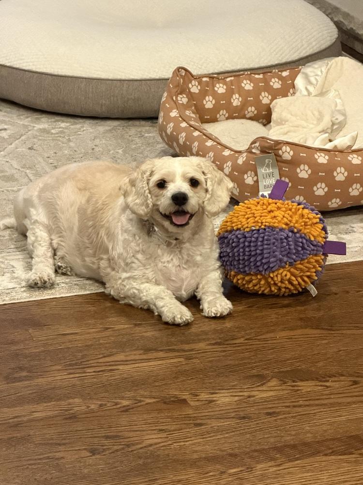 Enlarge Brandy, a Adoptable mixed breed in Lincoln Park, MI image 2/6