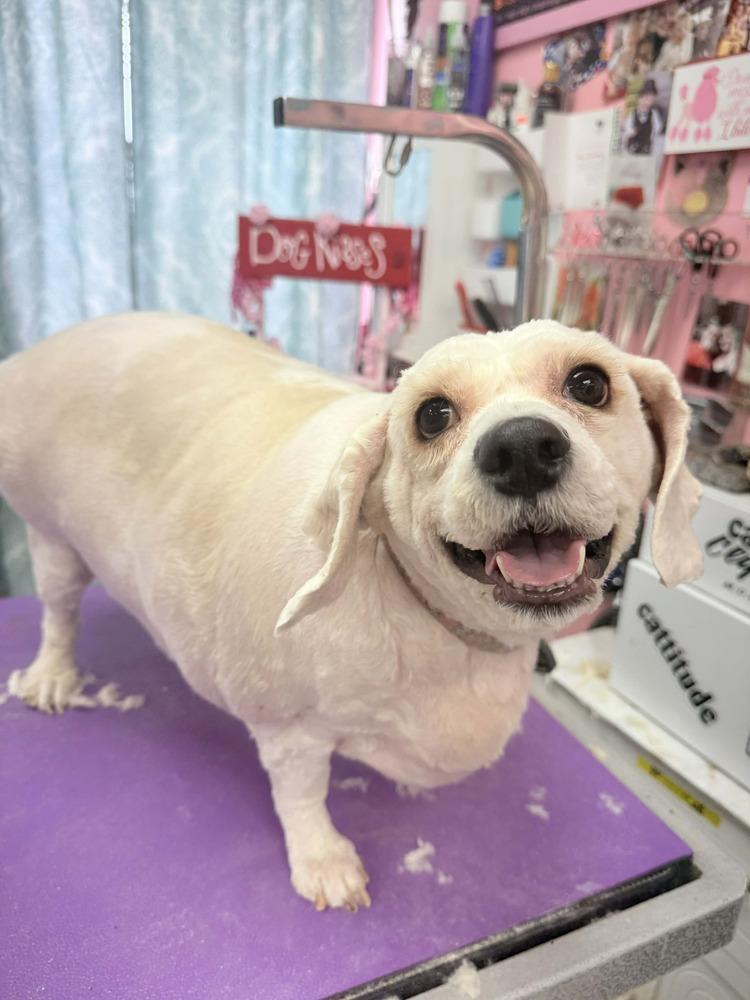 Enlarge Brandy, a Adoptable mixed breed in Lincoln Park, MI image 3/6