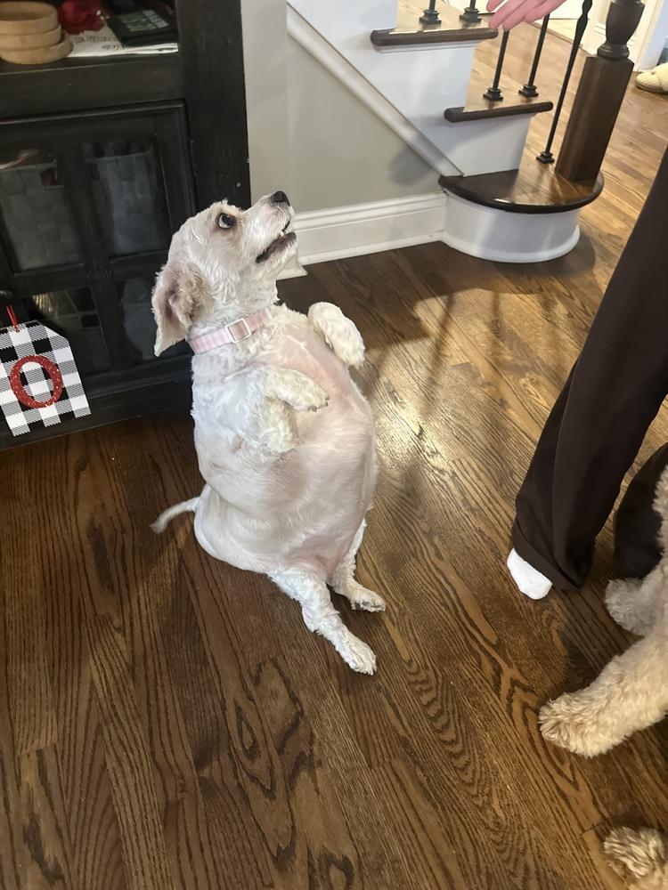 Enlarge Brandy, a Adoptable mixed breed in Lincoln Park, MI image 4/6