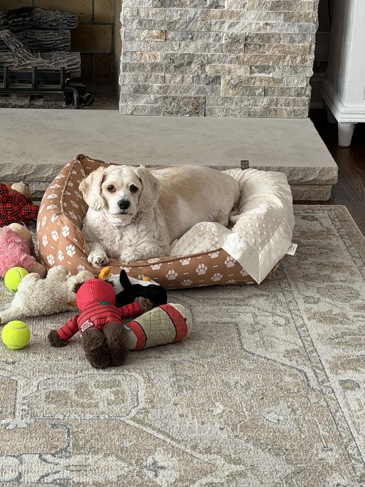 Enlarge Brandy, a Adoptable mixed breed in Lincoln Park, MI image 5/6