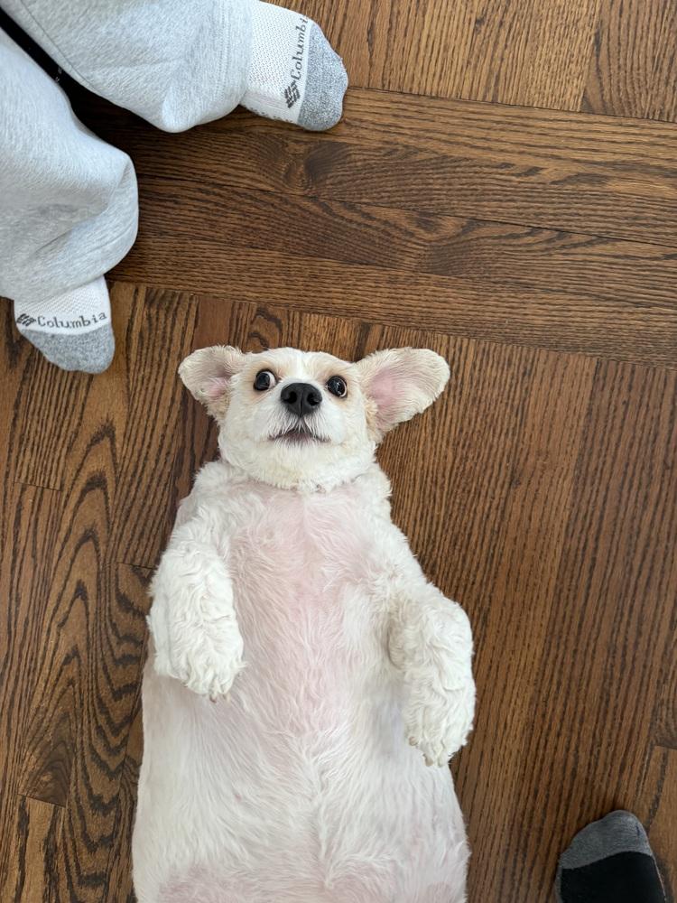 Enlarge Brandy, a Adoptable mixed breed in Lincoln Park, MI image 6/6