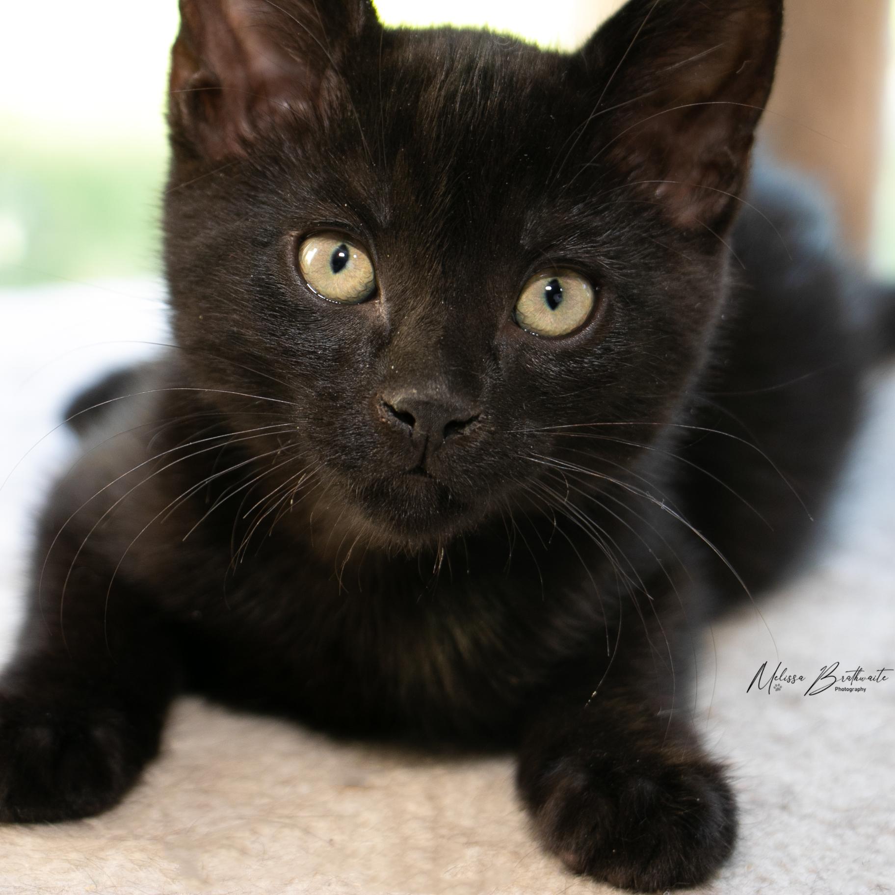 Enlarge Frogger, a Adoptable Domestic Short Hair in Calgary, AB image 2/2