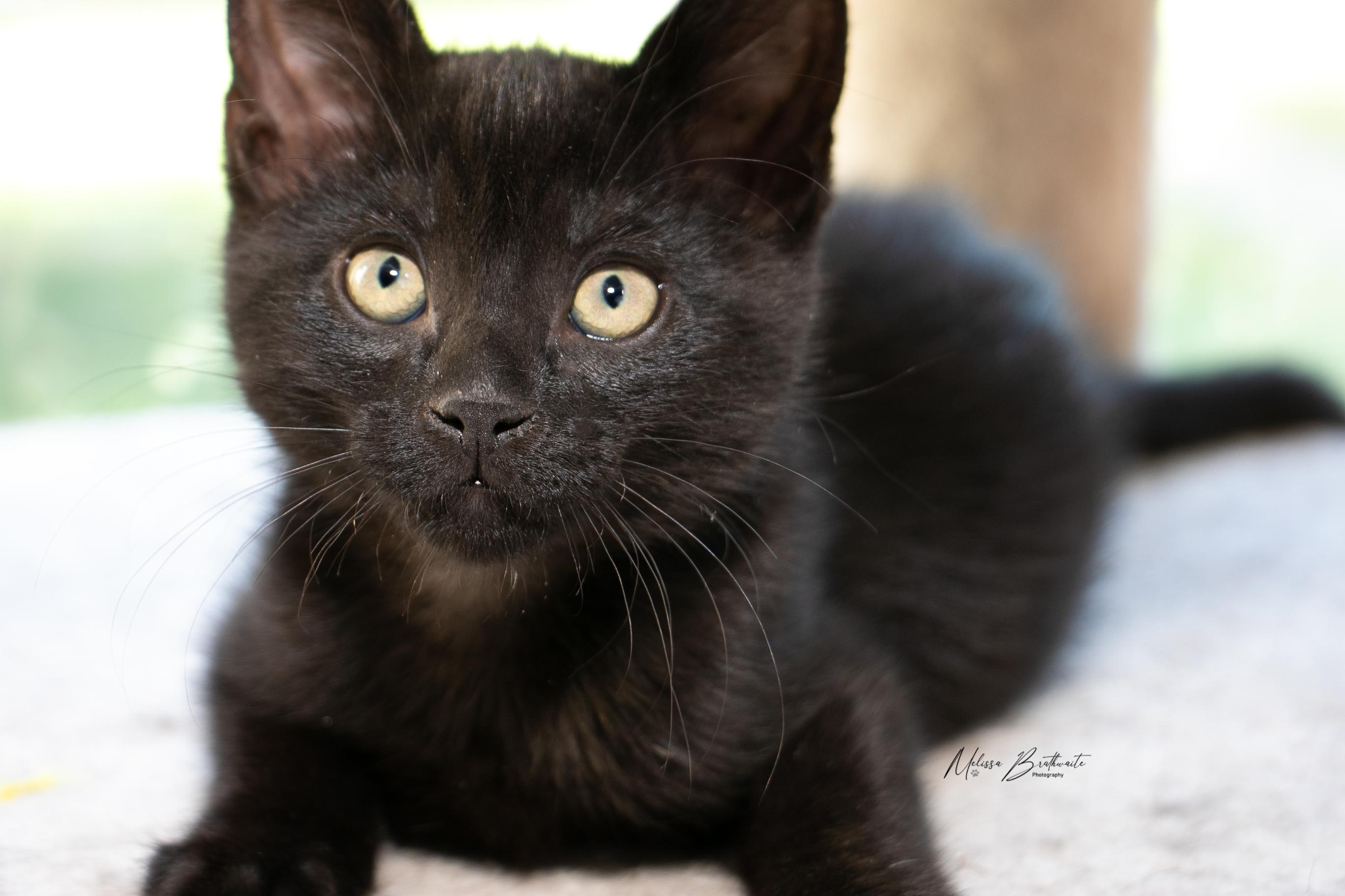 Enlarge Frogger, a Adoptable Domestic Short Hair in Calgary, AB image 1/2