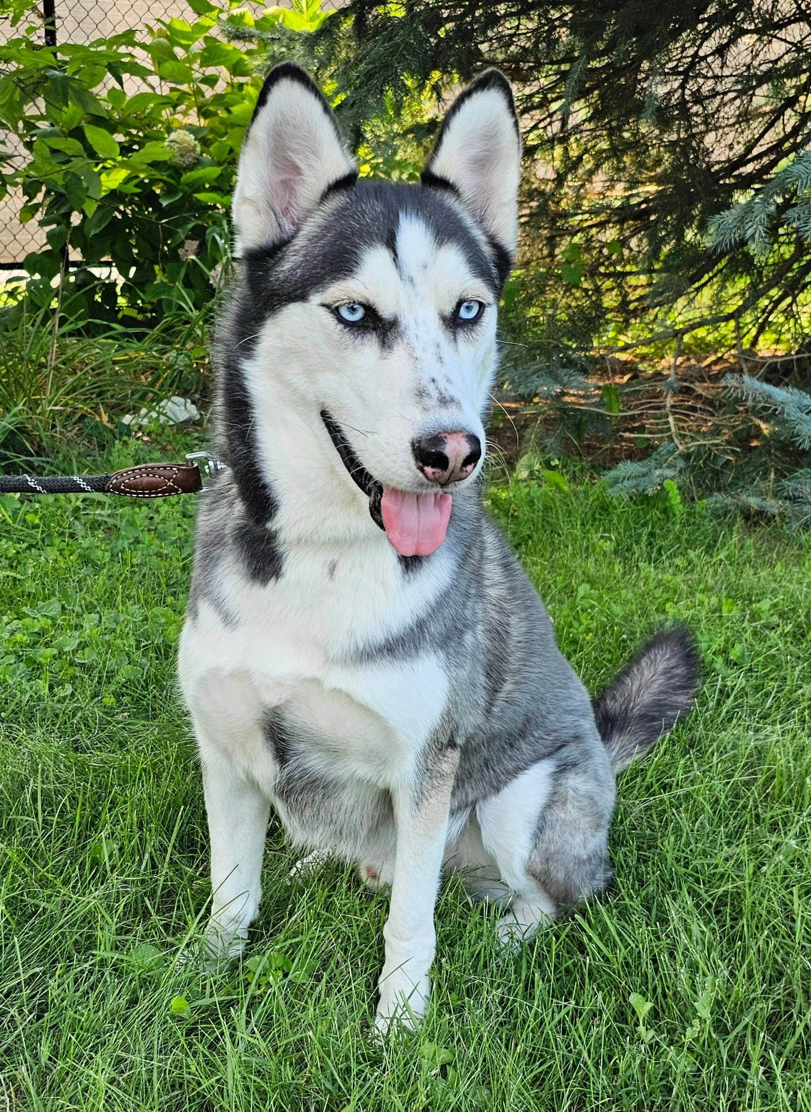 Enoch, Adoptable, Young Male Husky.
