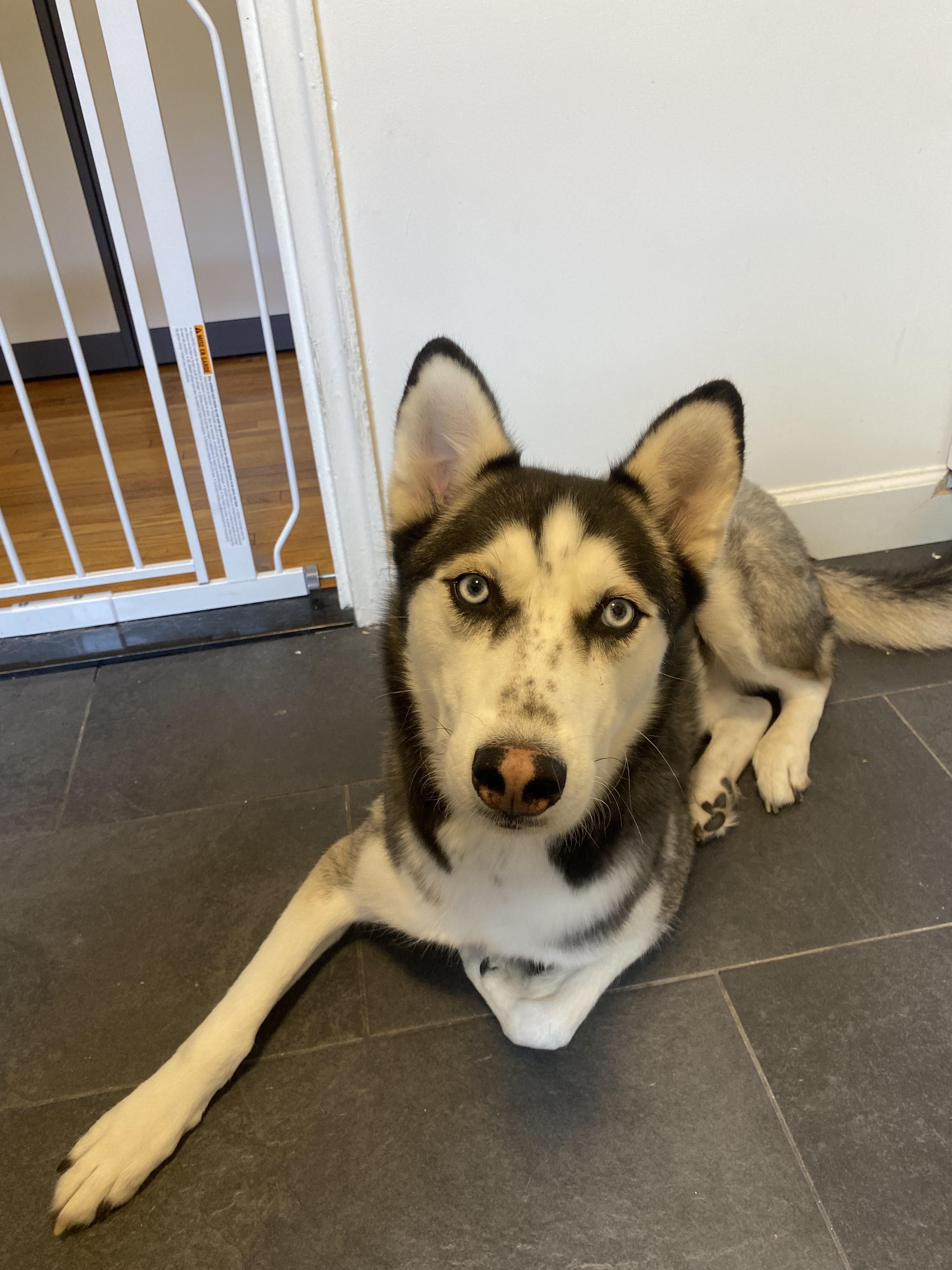 Enoch, a Adoptable Husky in Harrison, NY image 2/6