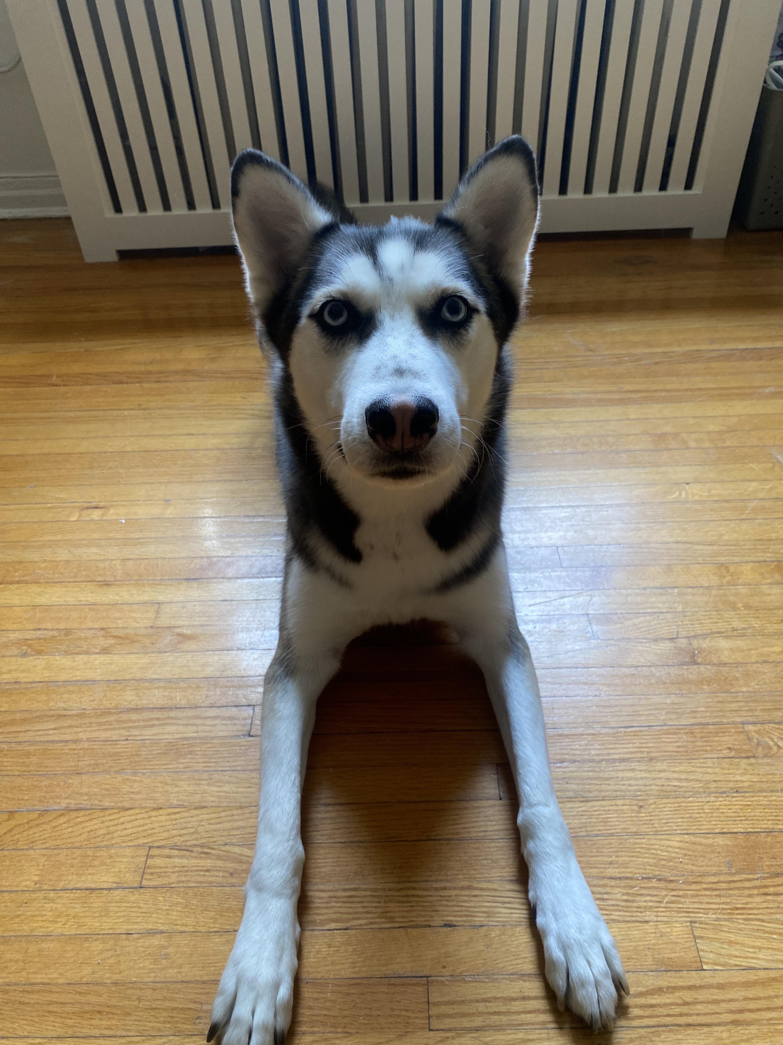 Enoch, a Adoptable Husky in Harrison, NY image 3/6