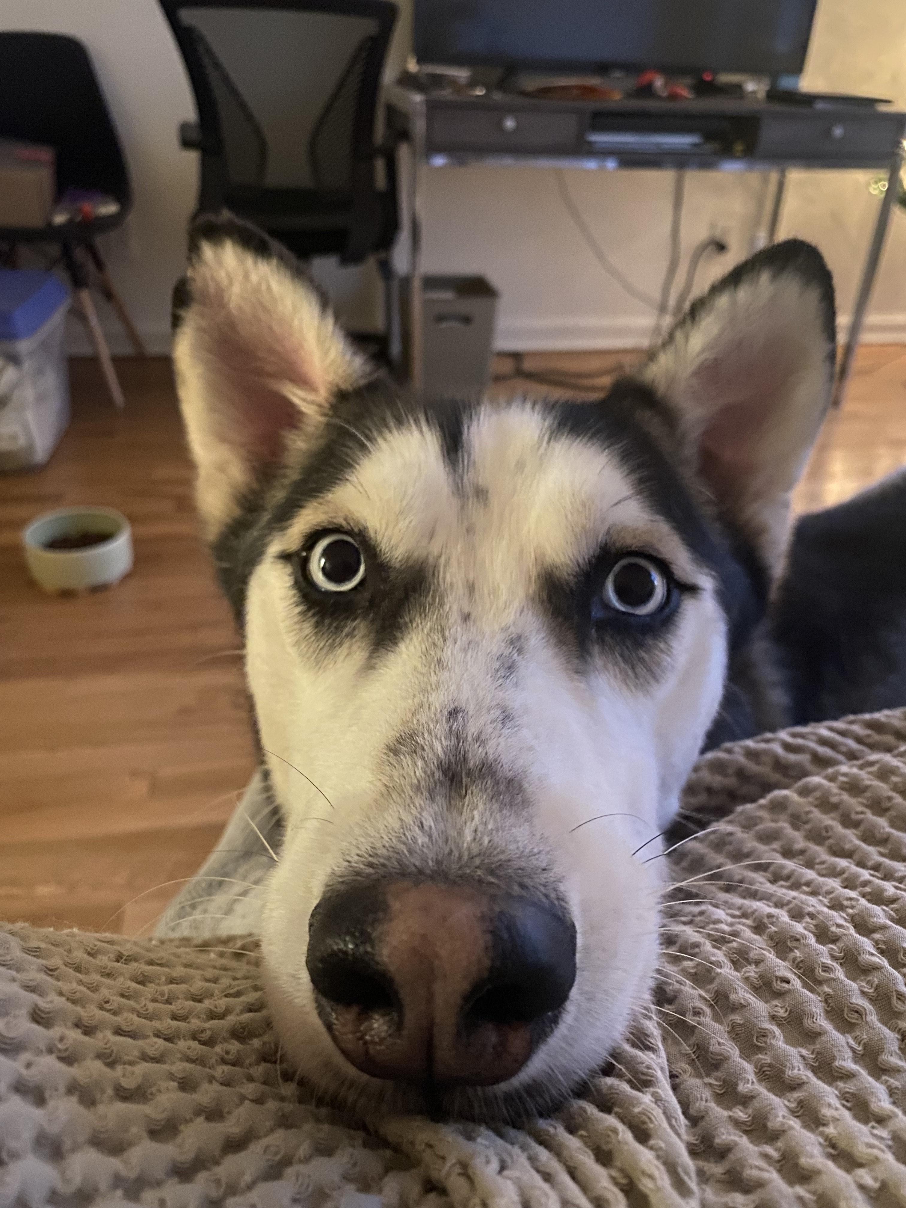Enoch, a Adoptable Husky in Harrison, NY image 4/6