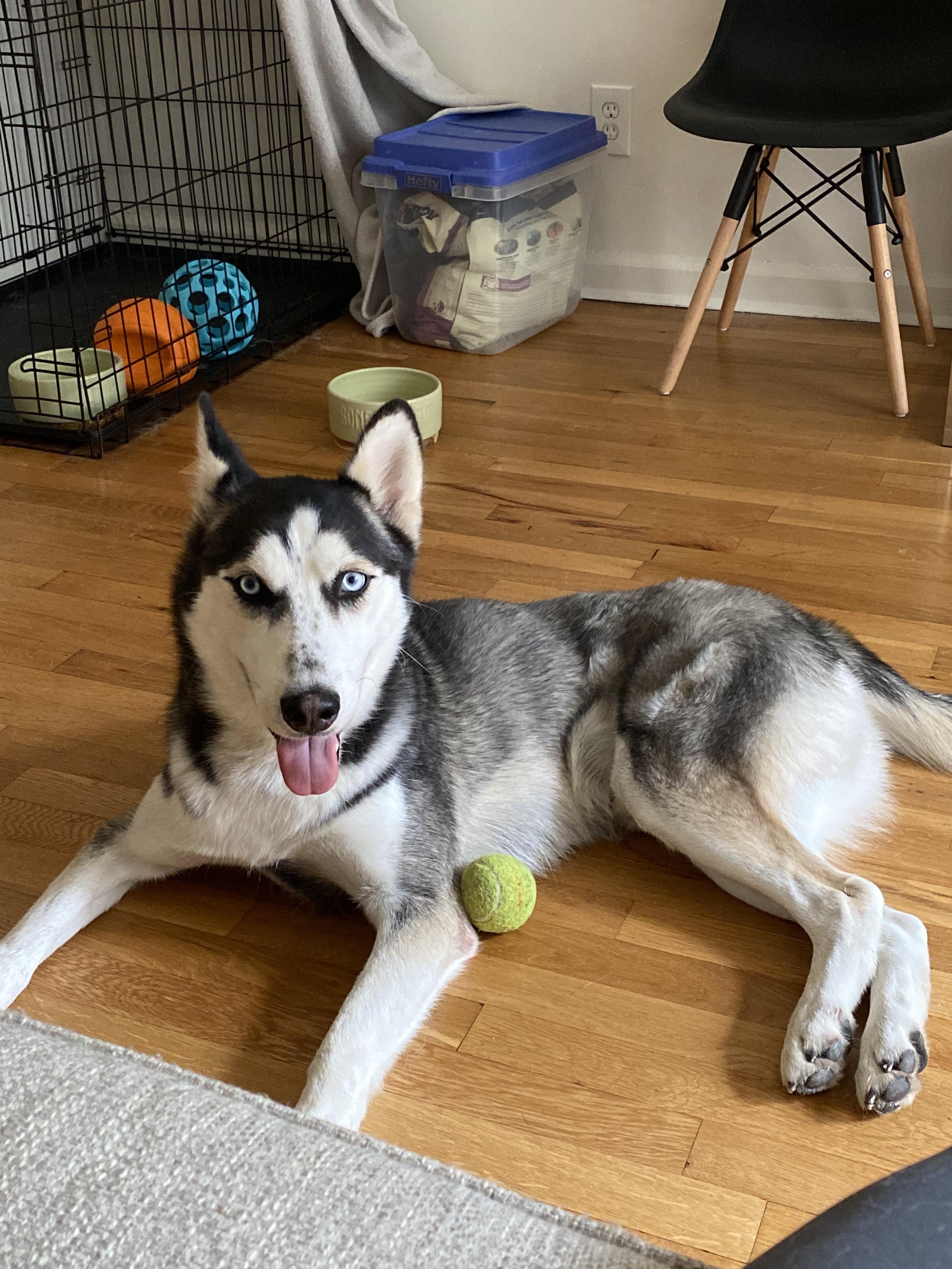 Enoch, a Adoptable Husky in Harrison, NY image 5/6